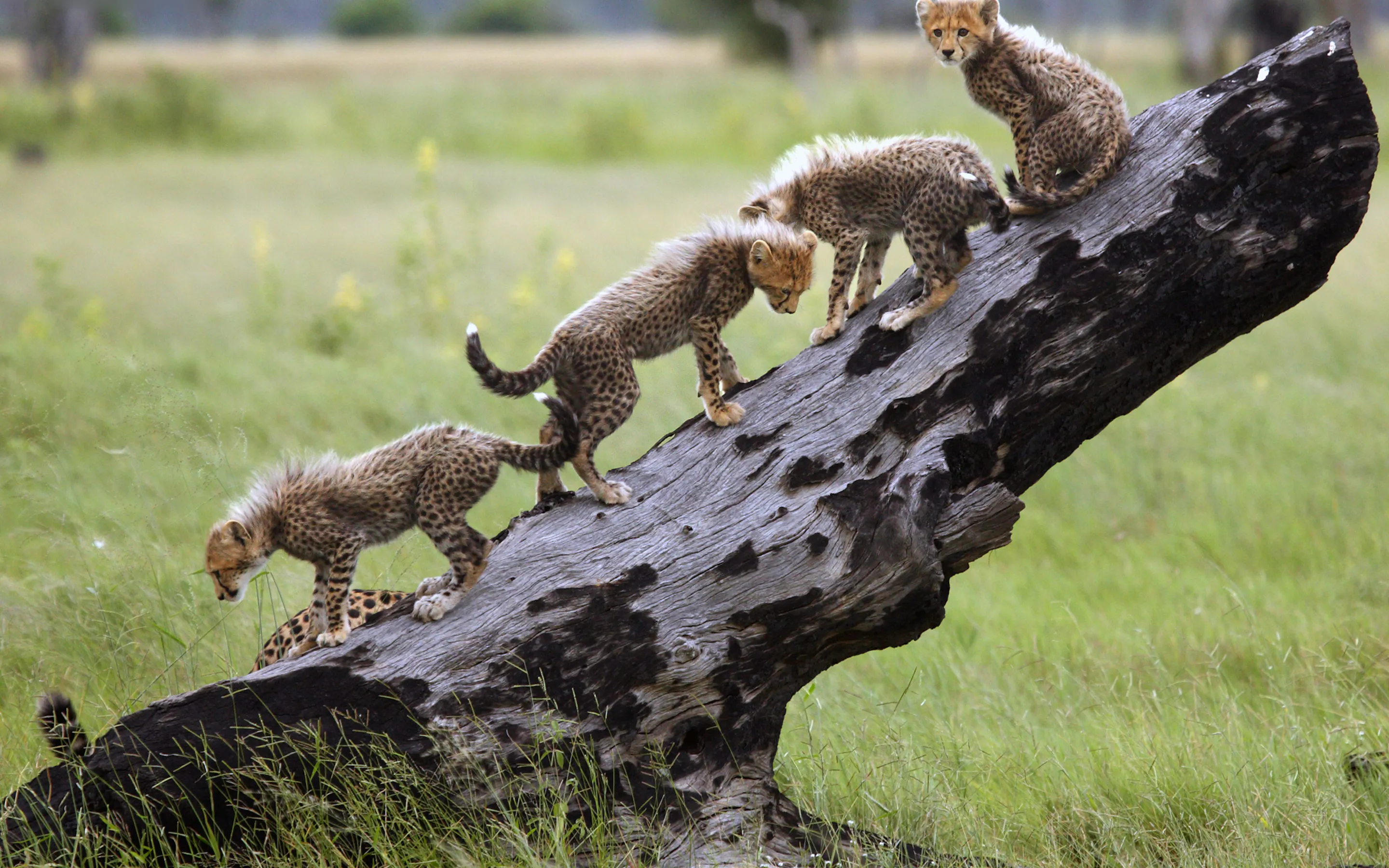 Three cheetah cubs climb a fallen tree in Botswana, balancing on the dark trunk above green grassland nearby.