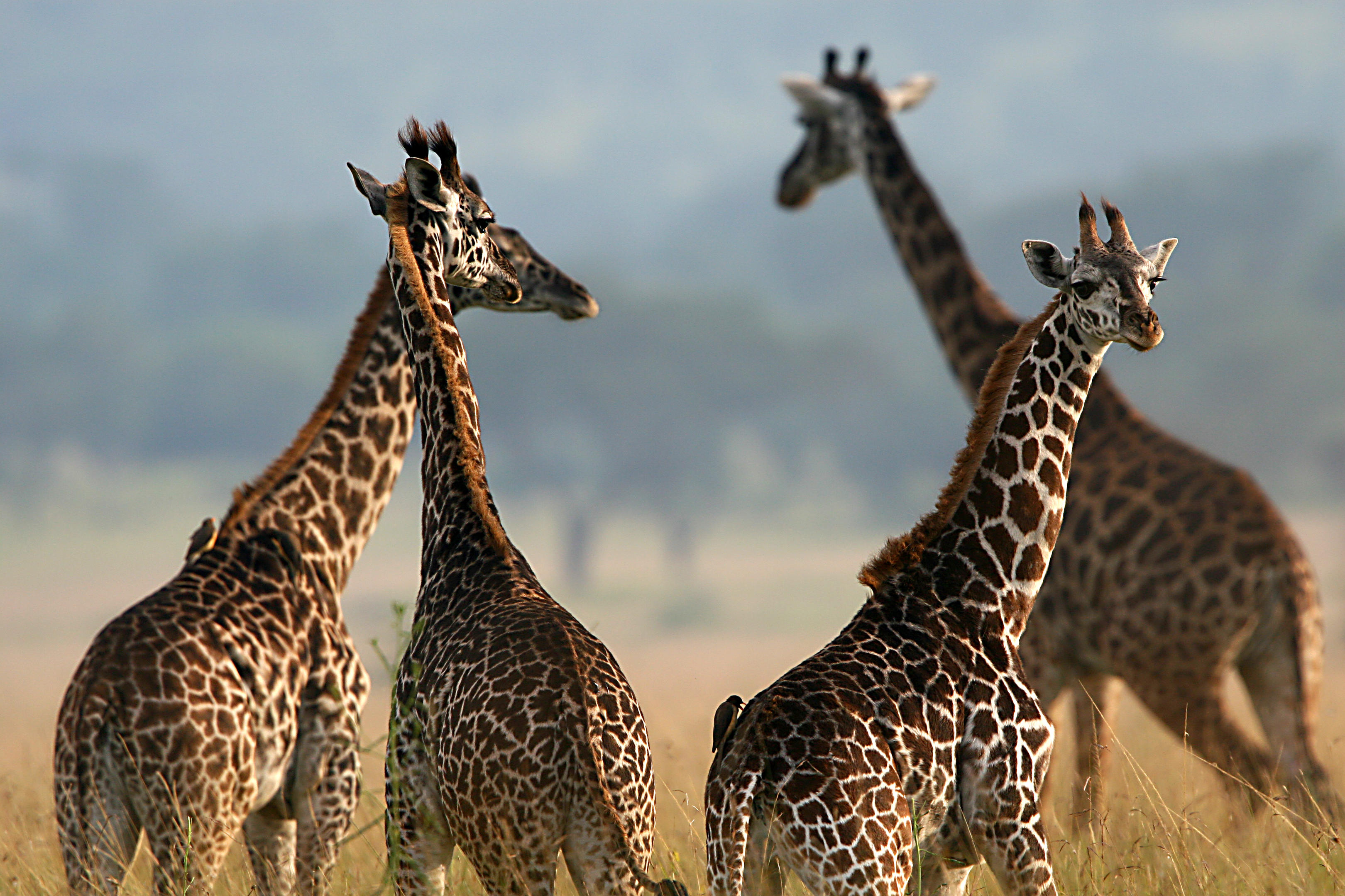Three giraffes stand together on the Serengeti plains, their patterned necks rising against a soft misty backdrop.