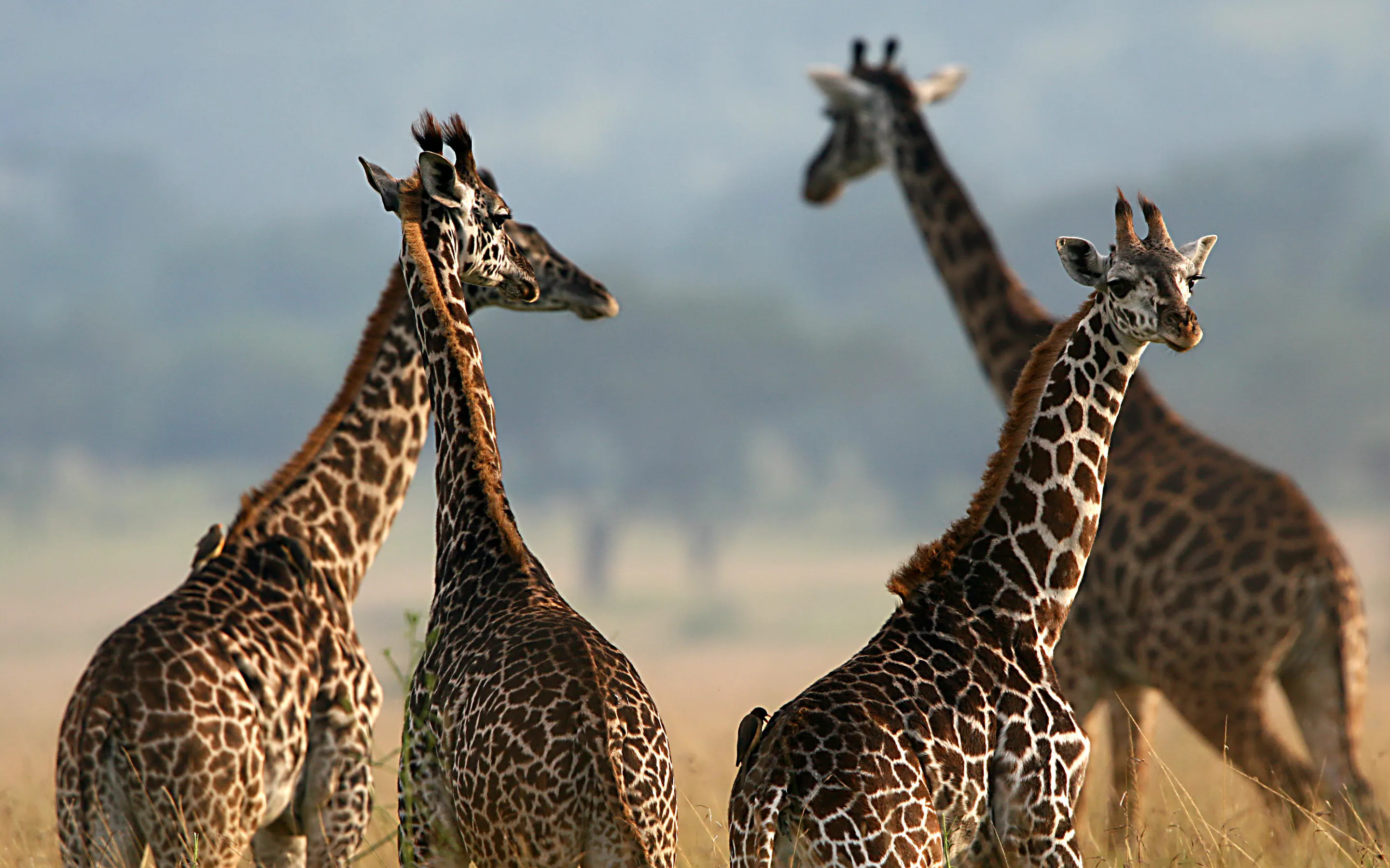 Three giraffes stand together on the Serengeti plains, their patterned necks rising against a soft misty backdrop.