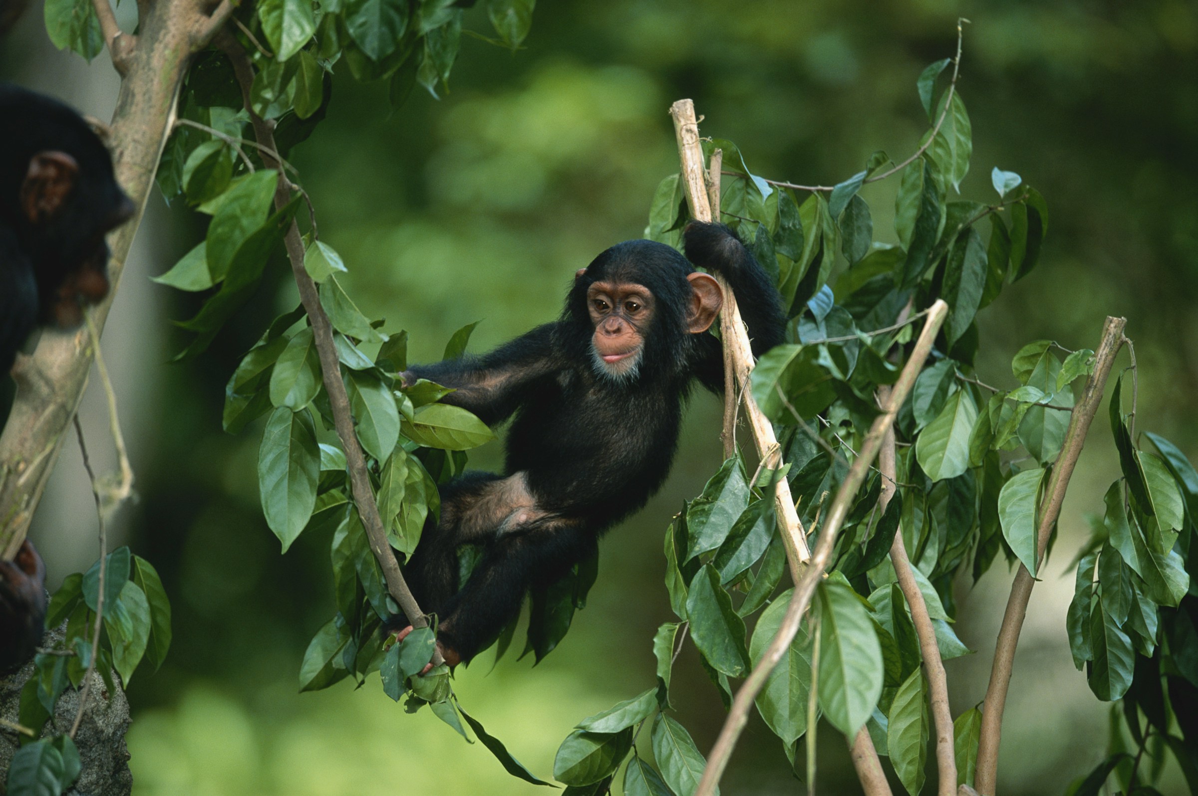 A young chimpanzee clambers through leafy branches in Tanzania, with another dark figure partly visible nearby.