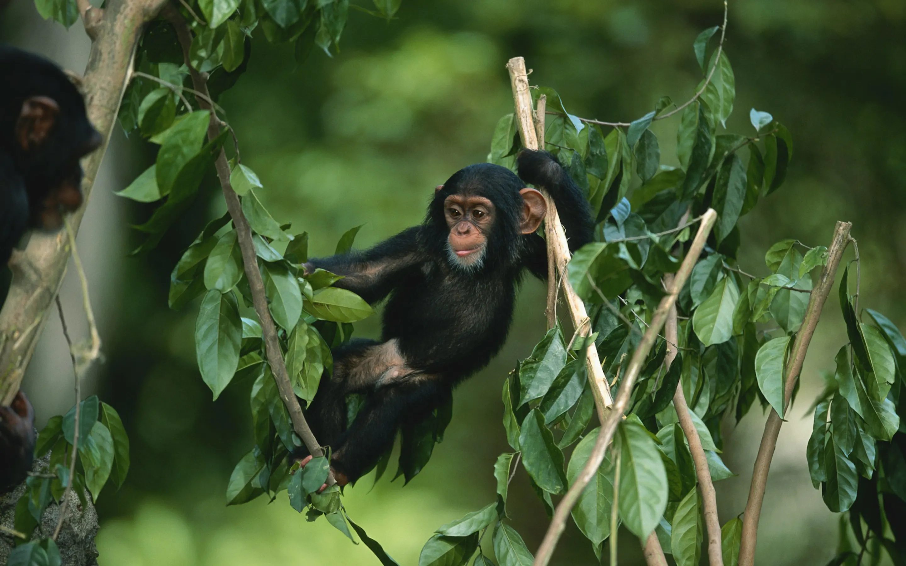 A young chimpanzee clambers through leafy branches in Tanzania, with another dark figure partly visible nearby.