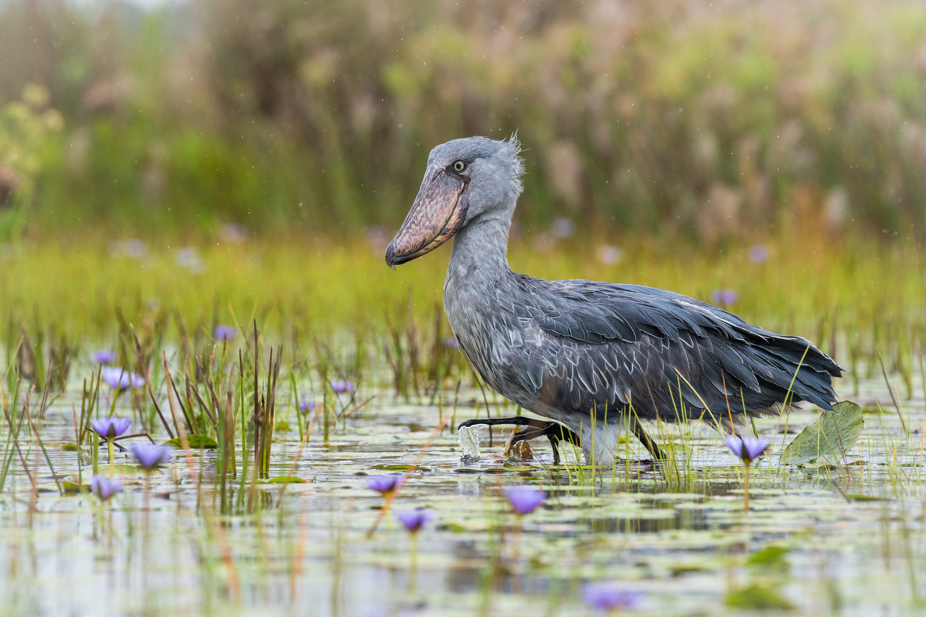 A shoebill stands in a flowering wetland in Uganda, with grey feathers, still water, and purple blossoms around it.