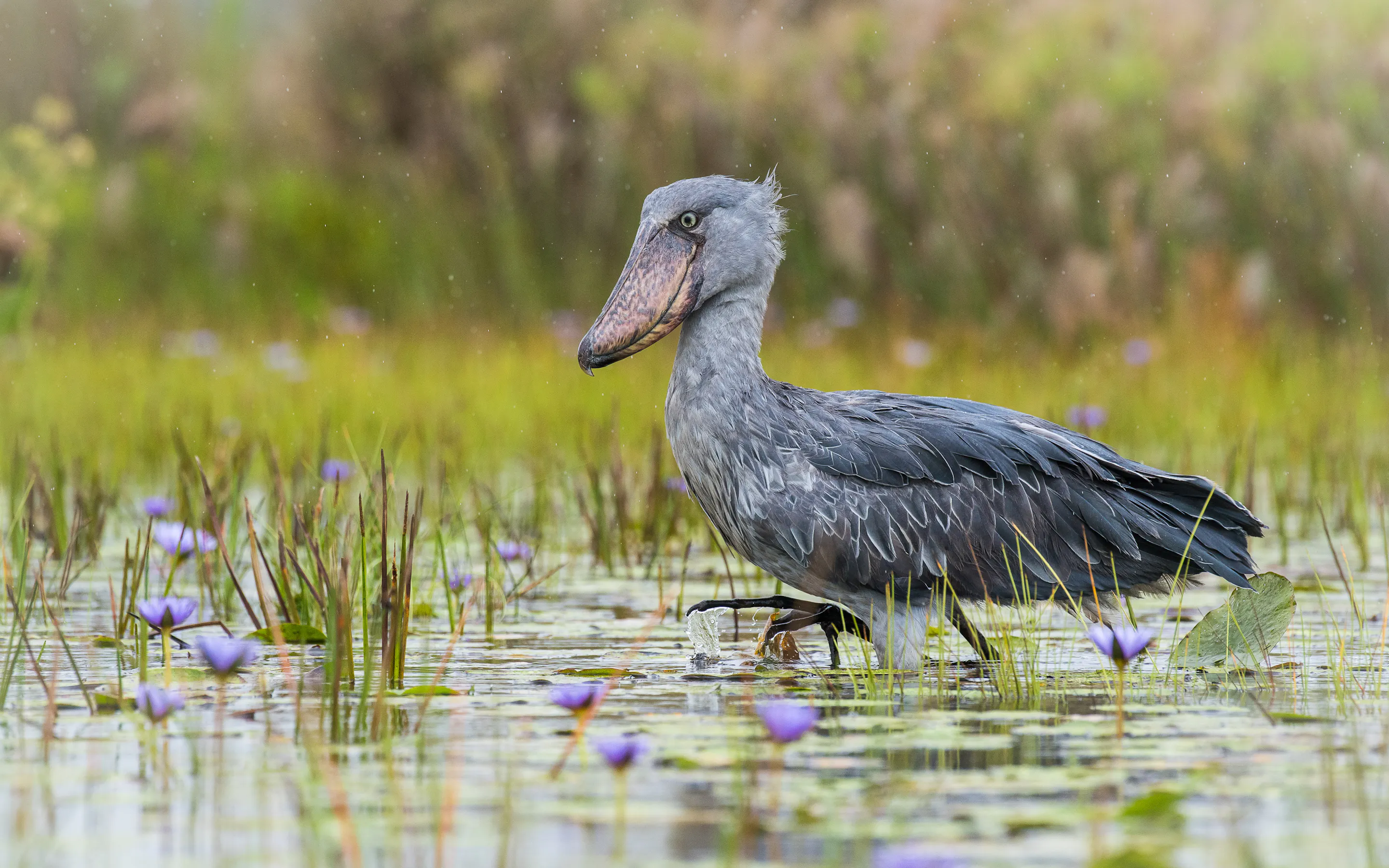 A shoebill stands in a flowering wetland in Uganda, with grey feathers, still water, and purple blossoms around it.