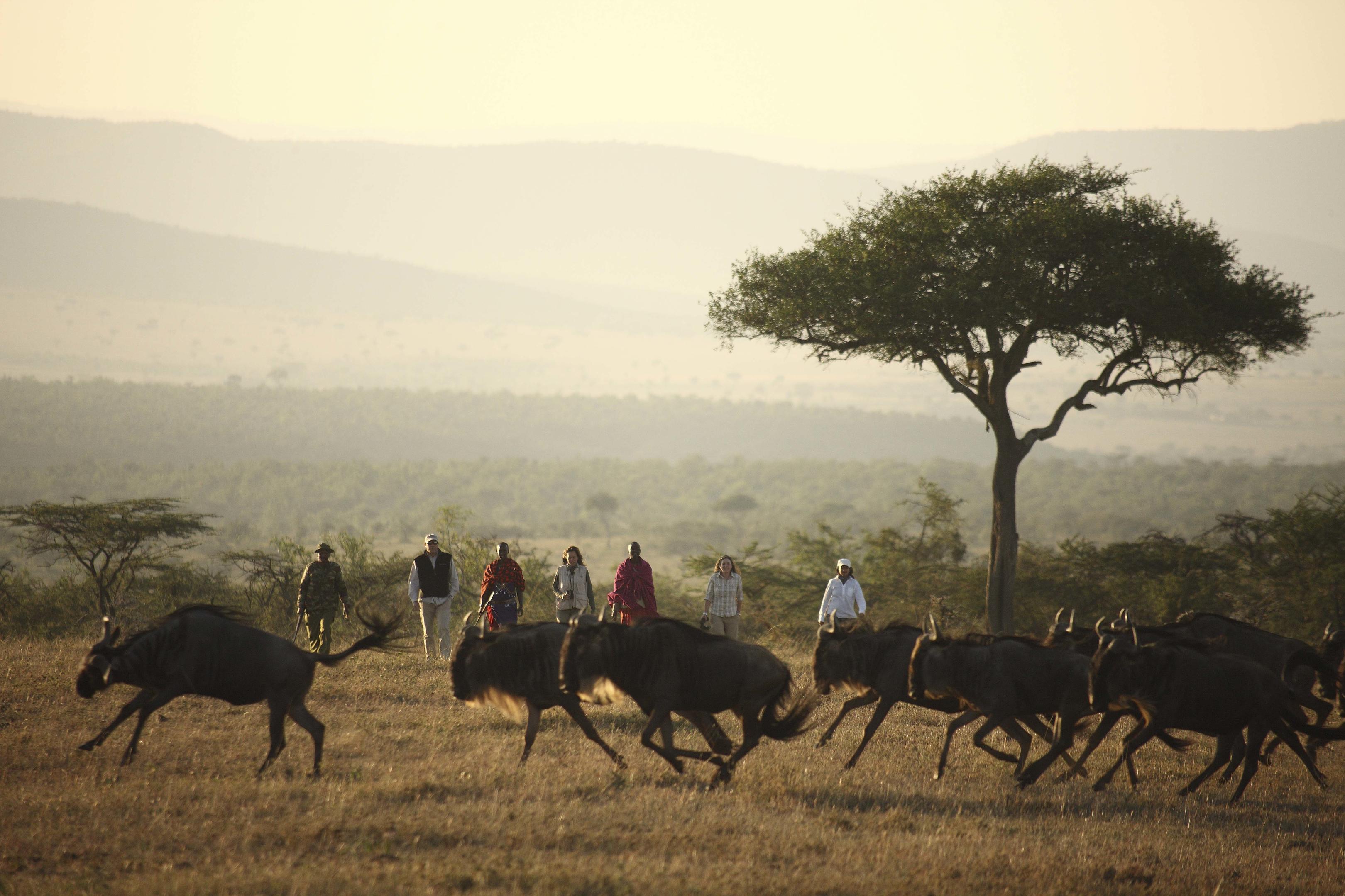 People watch wildebeest moving across the Mara below Kicheche Valley Camp, with hazy hills and an acacia in view.