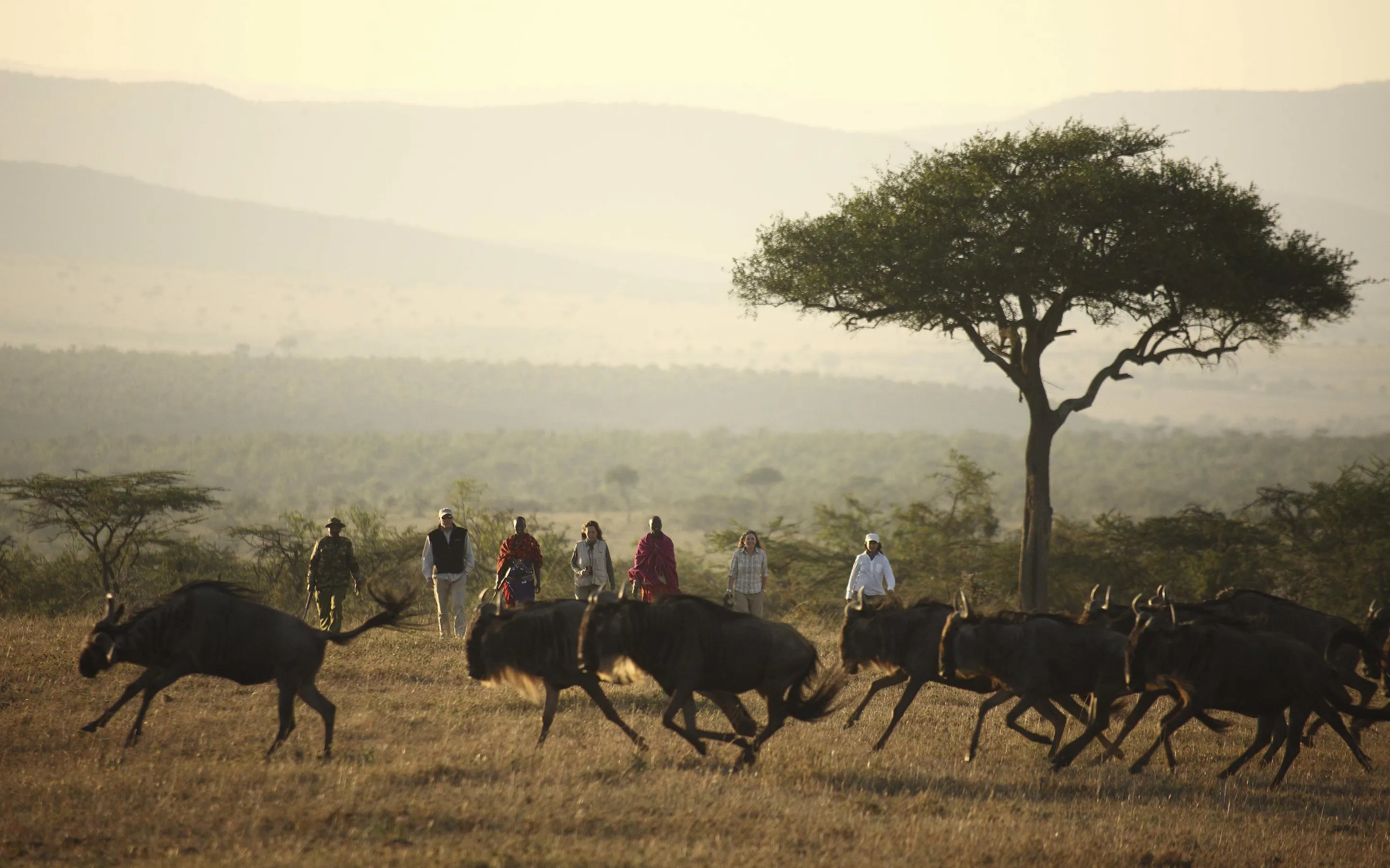 People watch wildebeest moving across the Mara below Kicheche Valley Camp, with hazy hills and an acacia in view.
