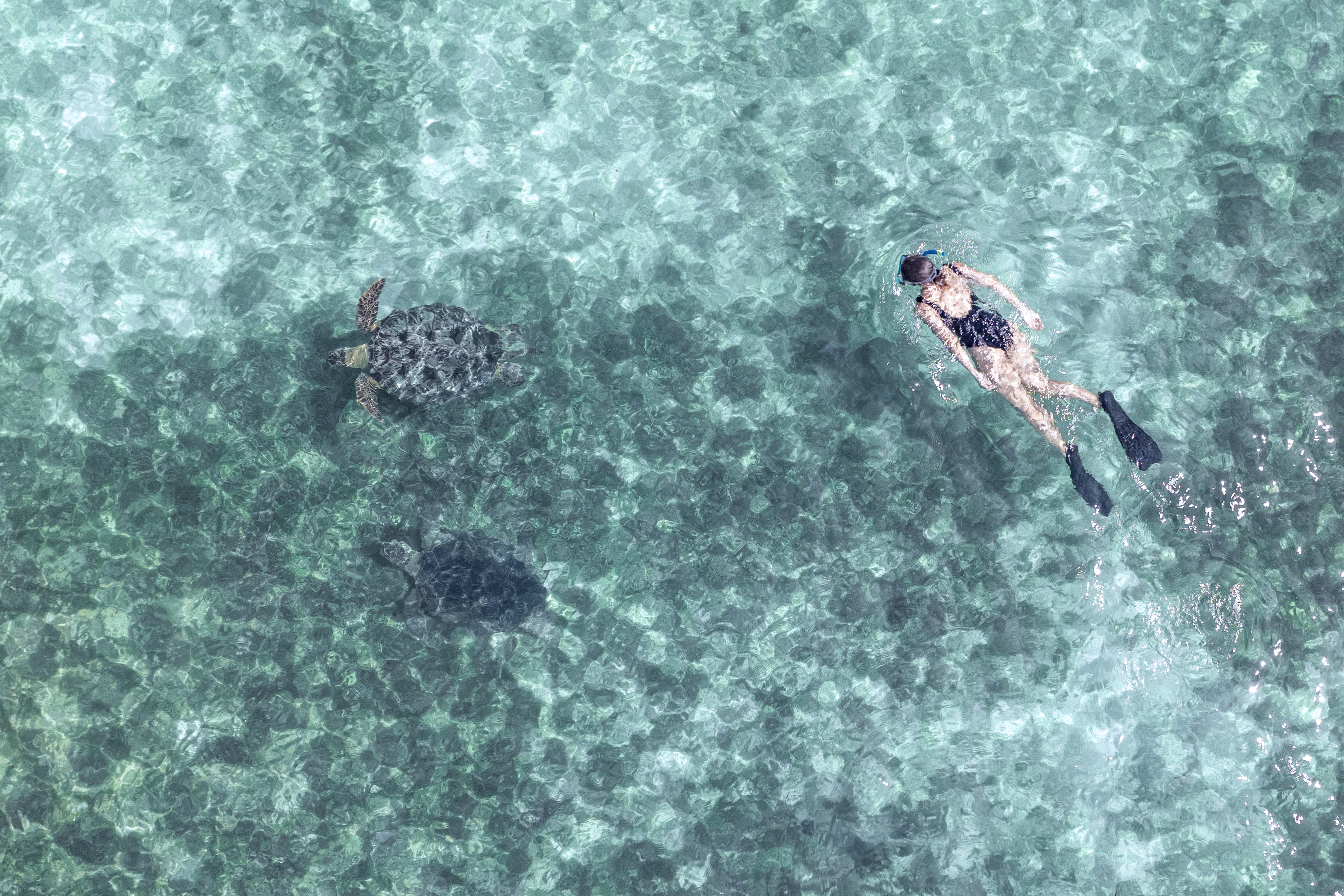 A snorkeler glides through clear water beside two sea turtles, seen from above over rippled shallows in a blue lagoon.