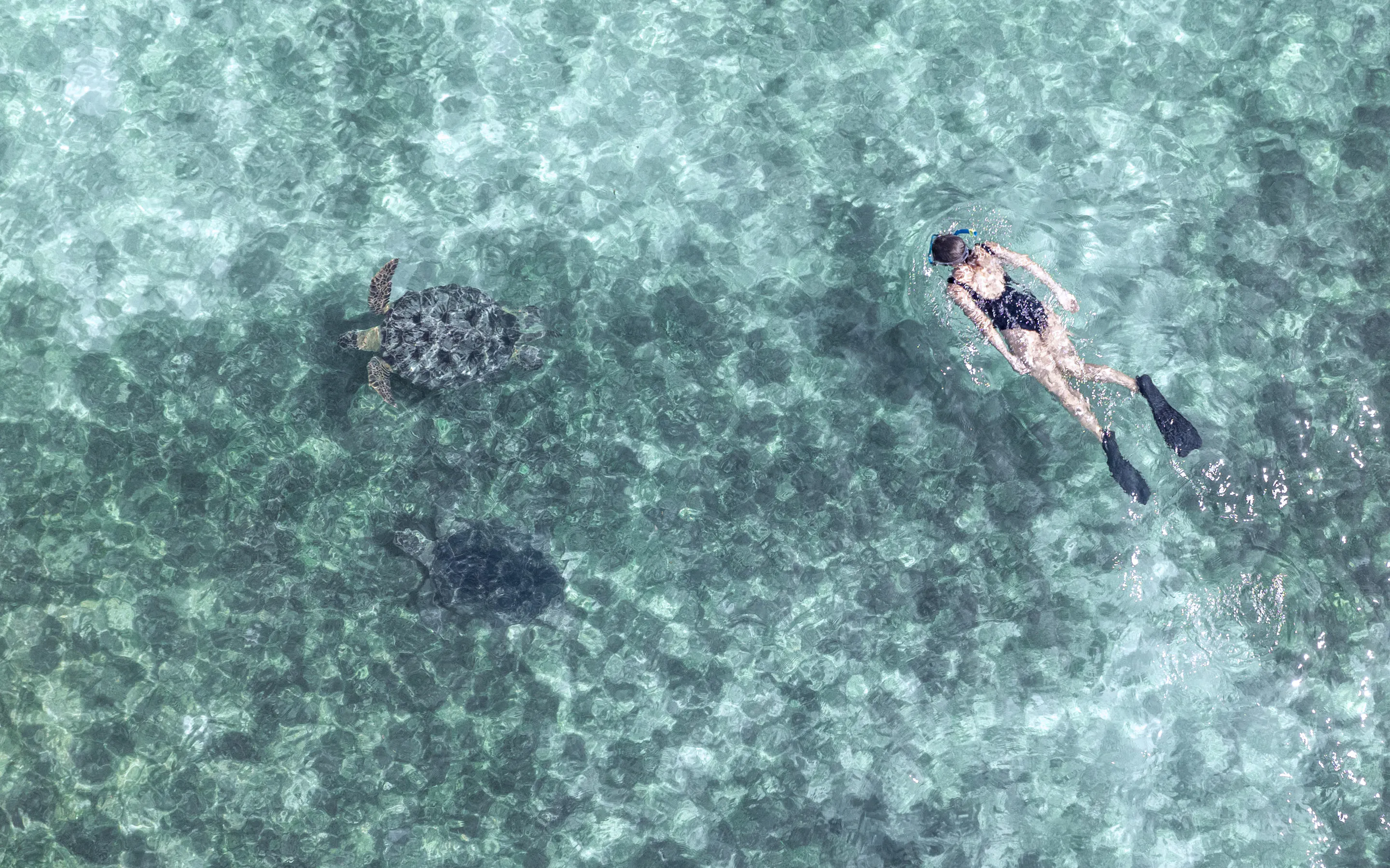 A snorkeler glides through clear water beside two sea turtles, seen from above over rippled shallows in a blue lagoon.