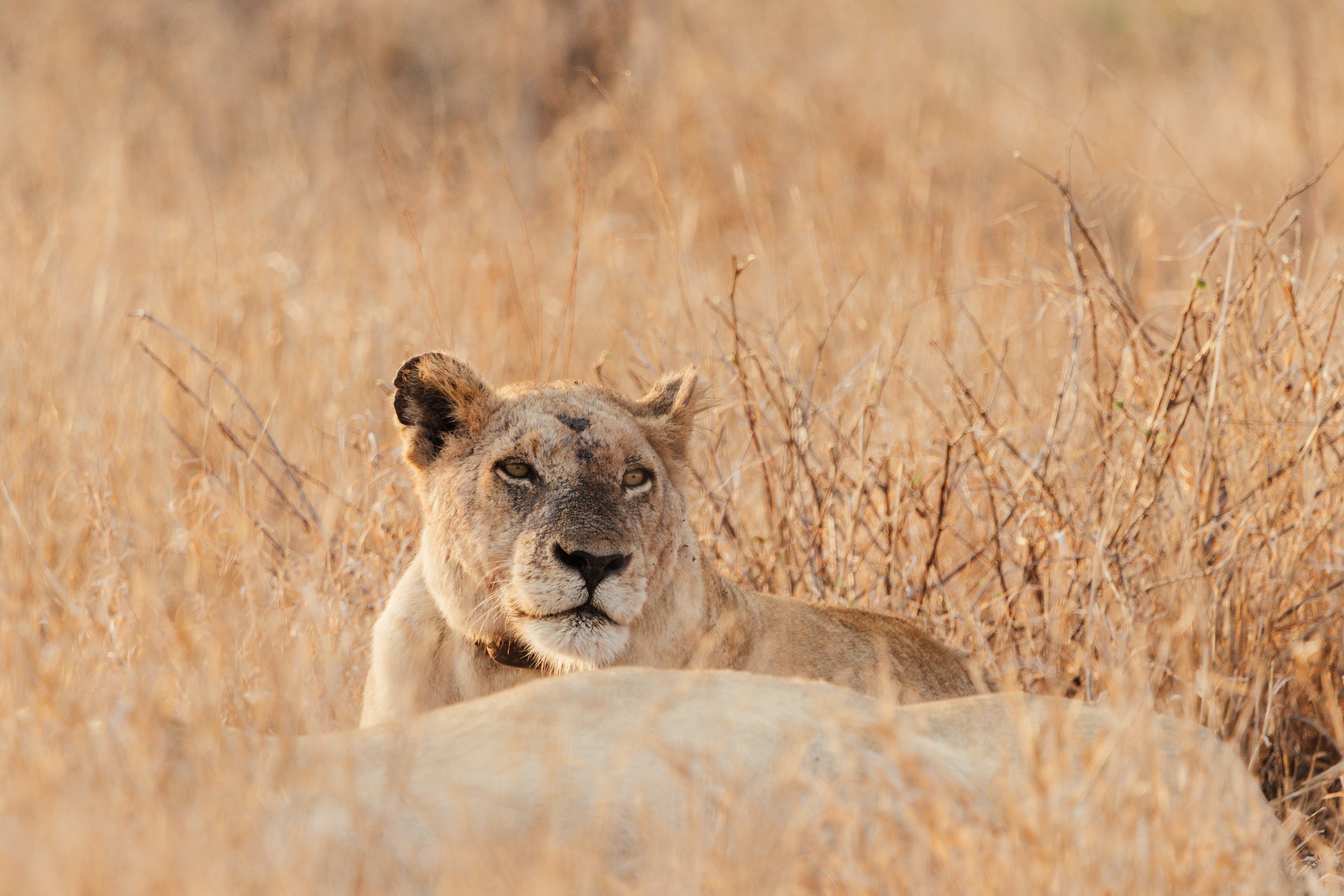A lioness rests low in tall dry grass, her ears pricked and face turned toward the camera in warm golden light.