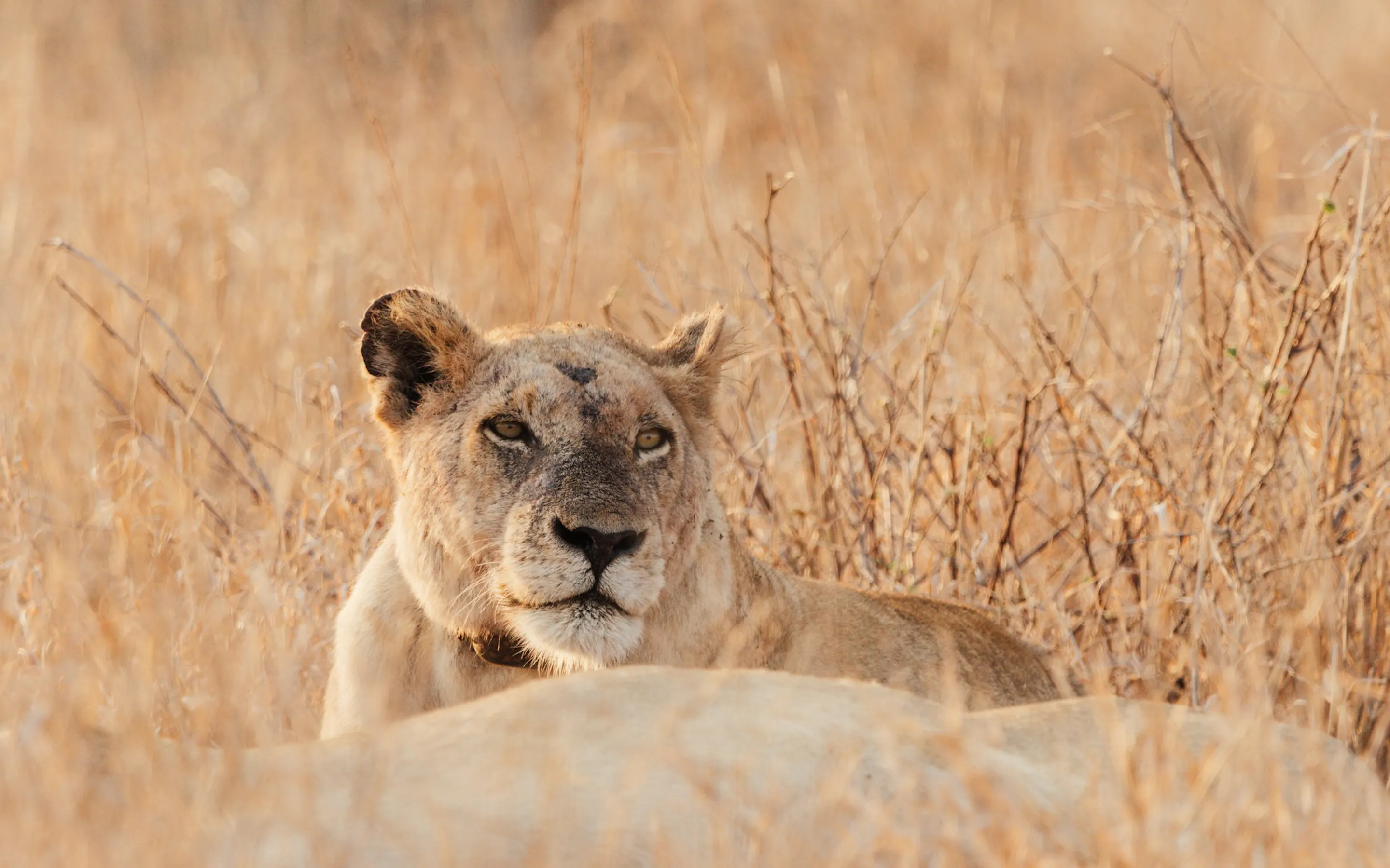 A lioness rests low in tall dry grass, her ears pricked and face turned toward the camera in warm golden light.