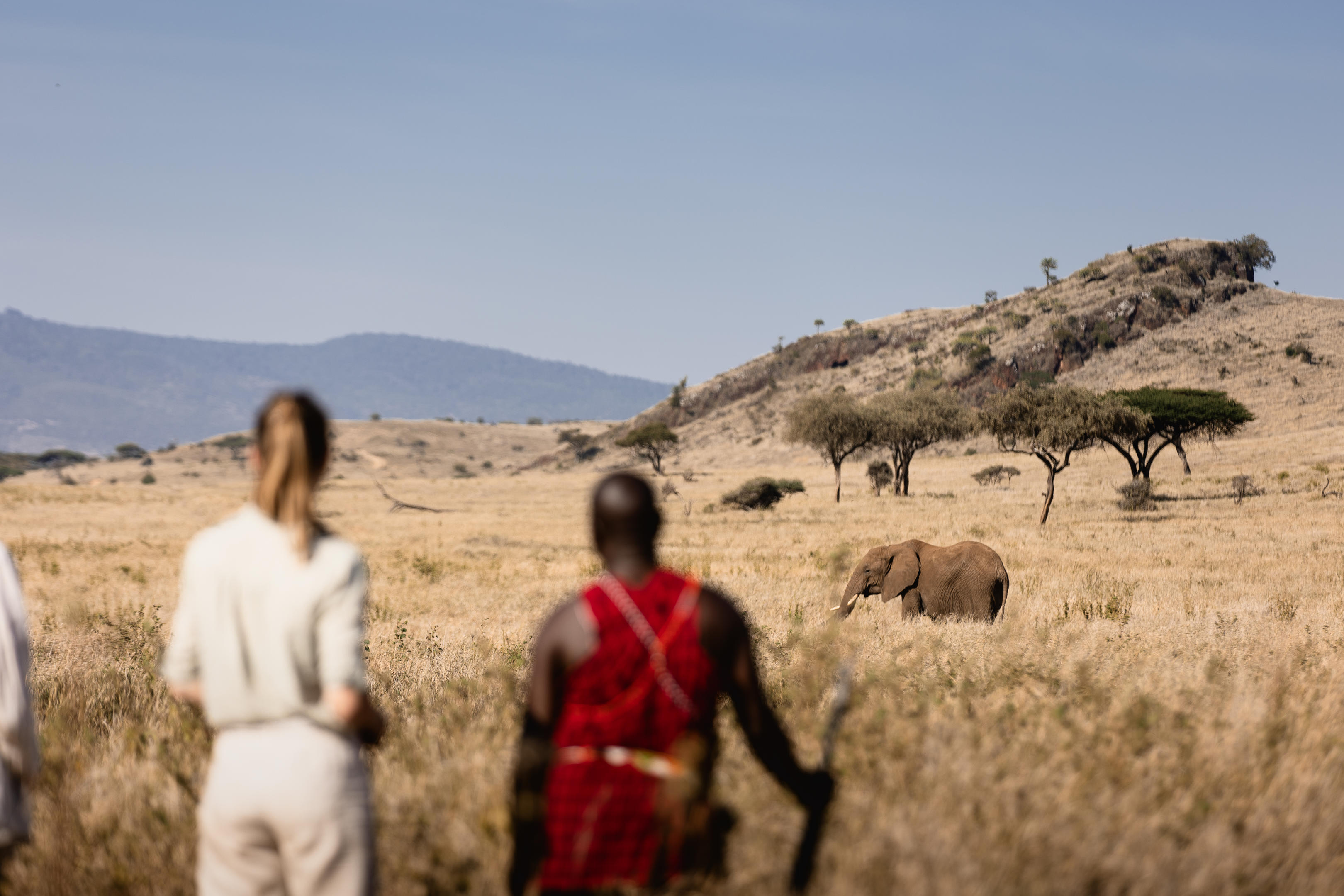 Two walkers watch an elephant cross open grassland at Lewa, with pale hills, acacias, and blue mountains beyond.