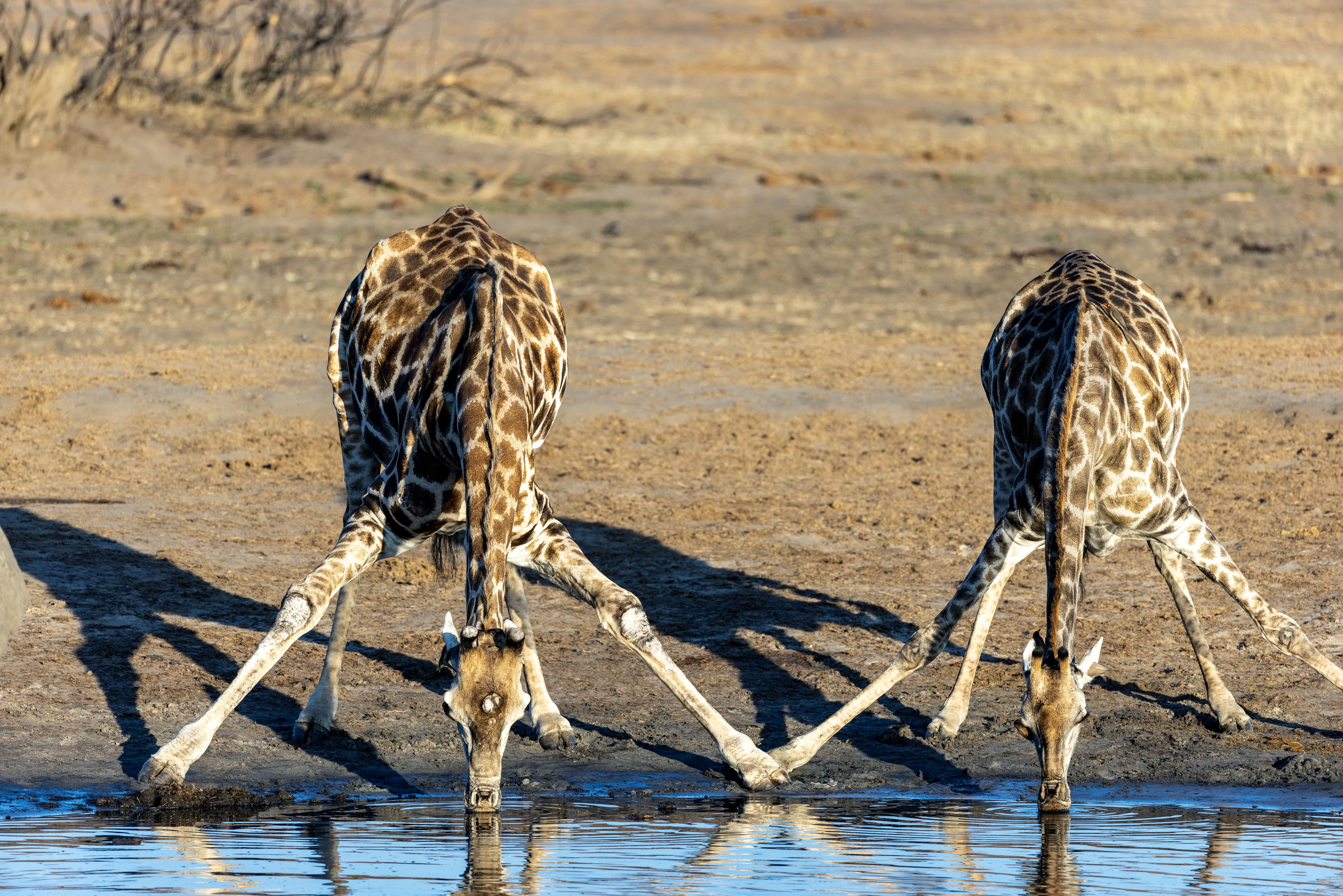 Two giraffes drink side by side at a waterhole in Hwange, their reflections mirrored in the still surface below.
