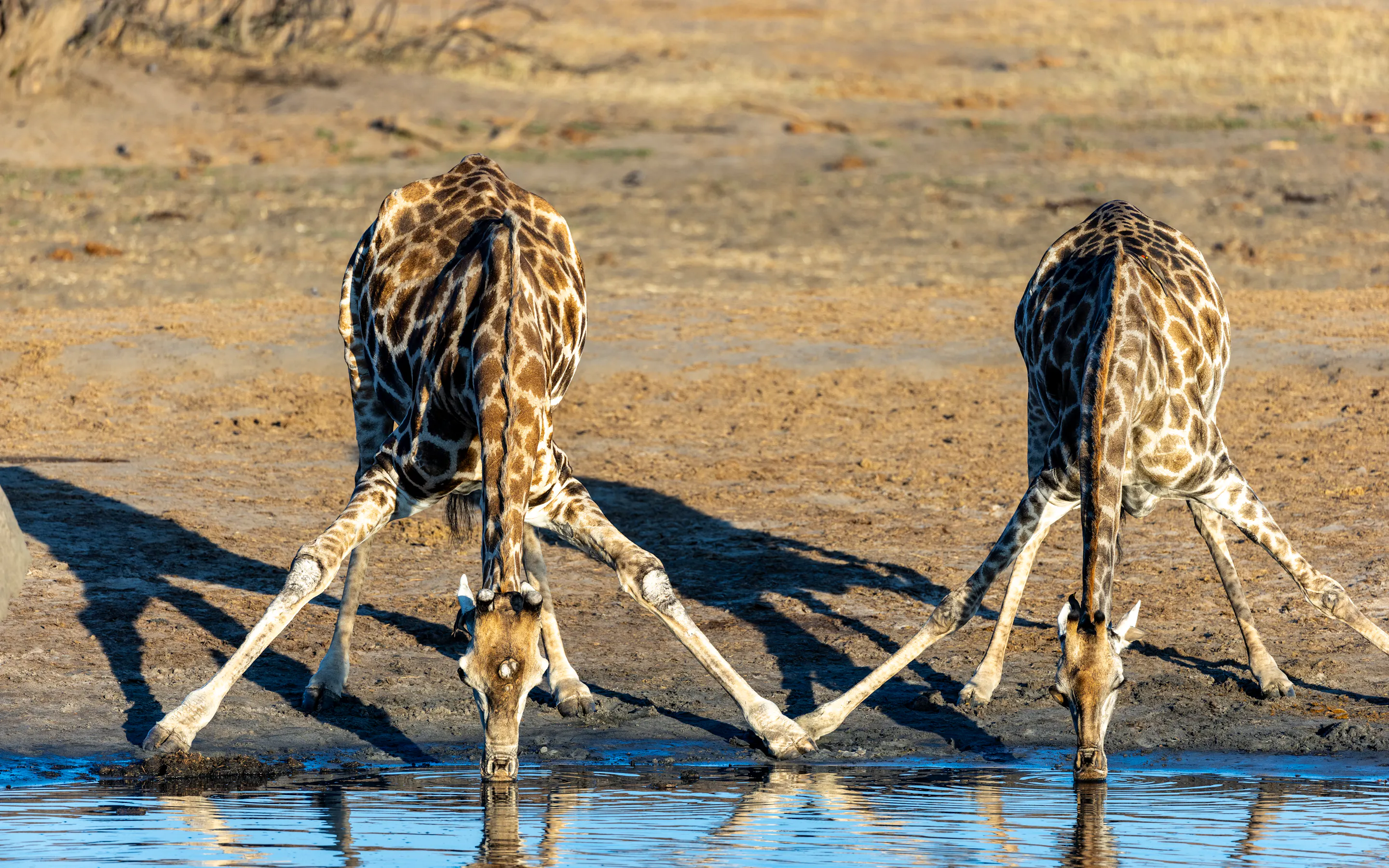 Two giraffes drink side by side at a waterhole in Hwange, their reflections mirrored in the still surface below.