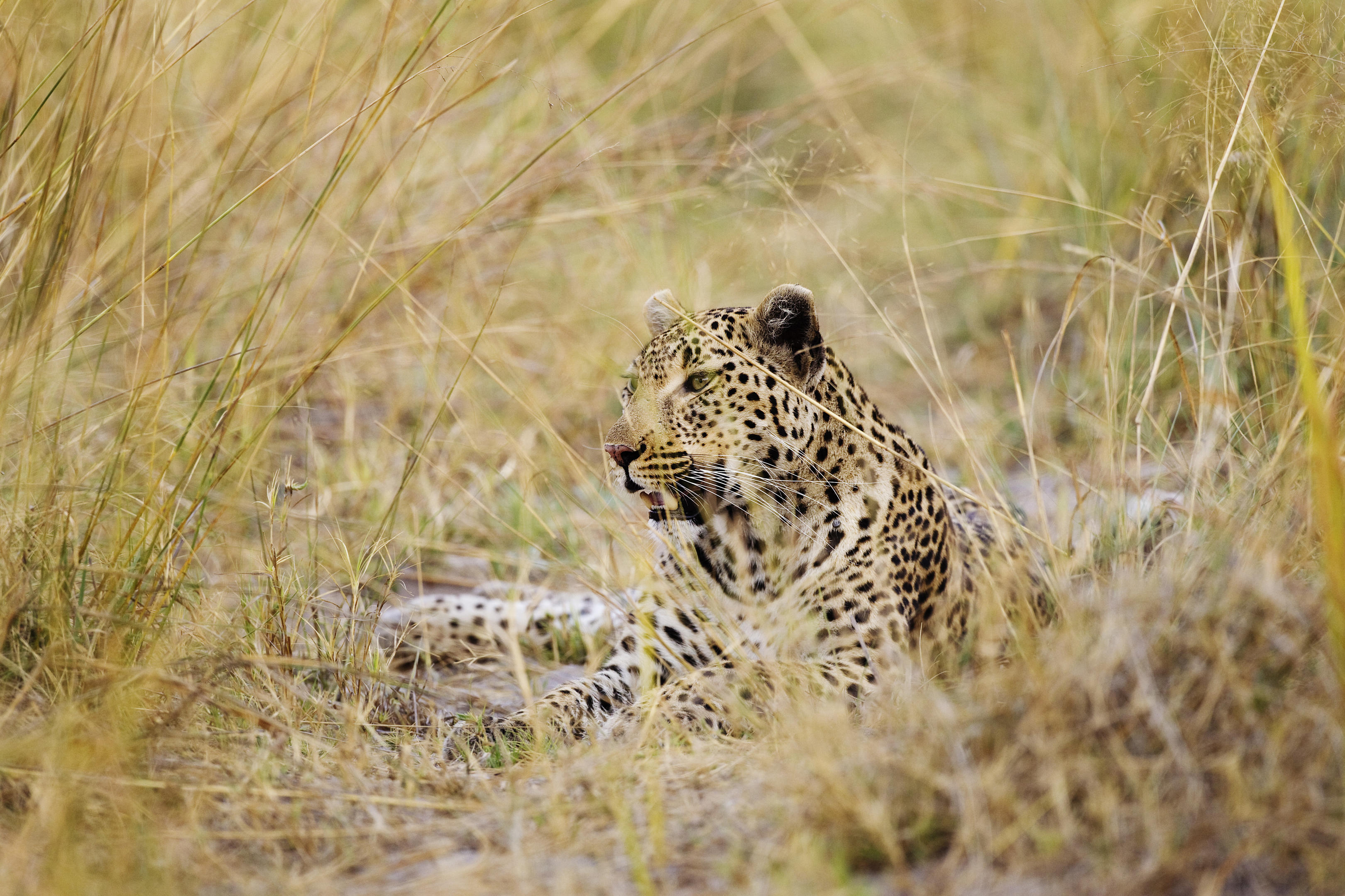 A leopard rests in tall dry grass, its spotted coat and alert face partly hidden among pale stems in warm light.