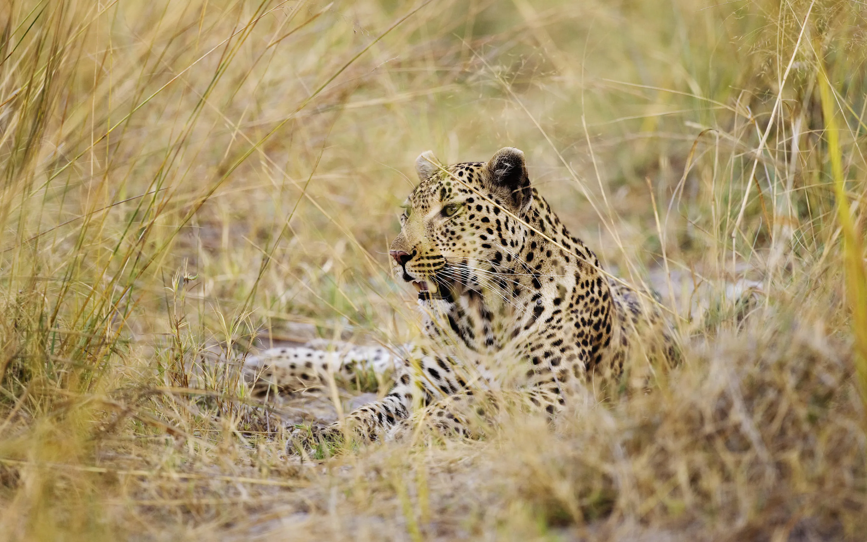 A leopard rests in tall dry grass, its spotted coat and alert face partly hidden among pale stems in warm light.