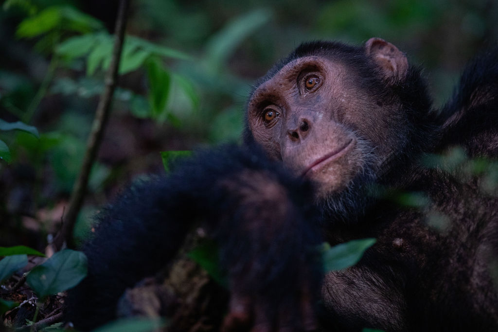 A chimpanzee looks toward the camera through dark forest foliage in Kyambura, with soft light on its face.