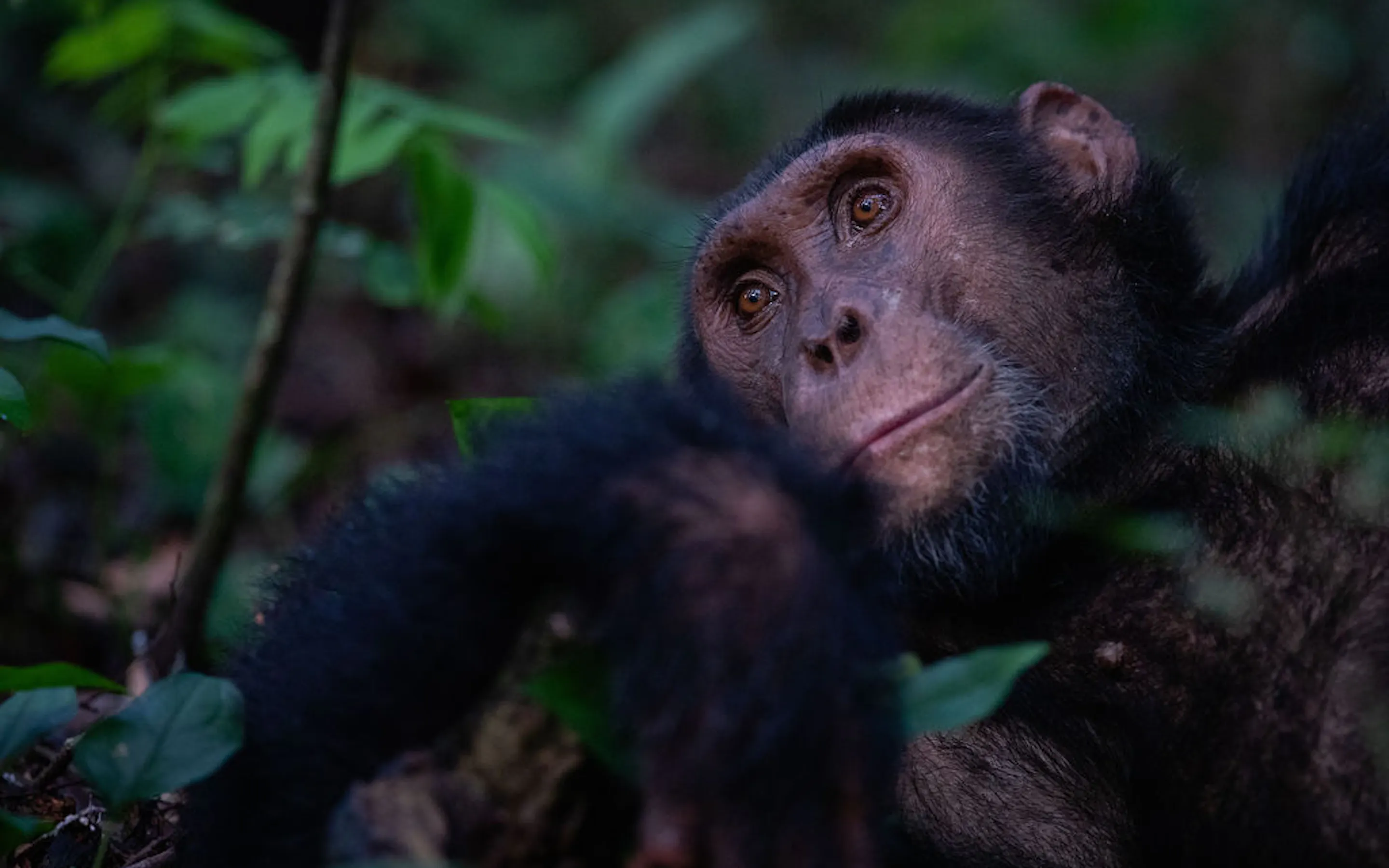 A chimpanzee looks toward the camera through dark forest foliage in Kyambura, with soft light on its face.