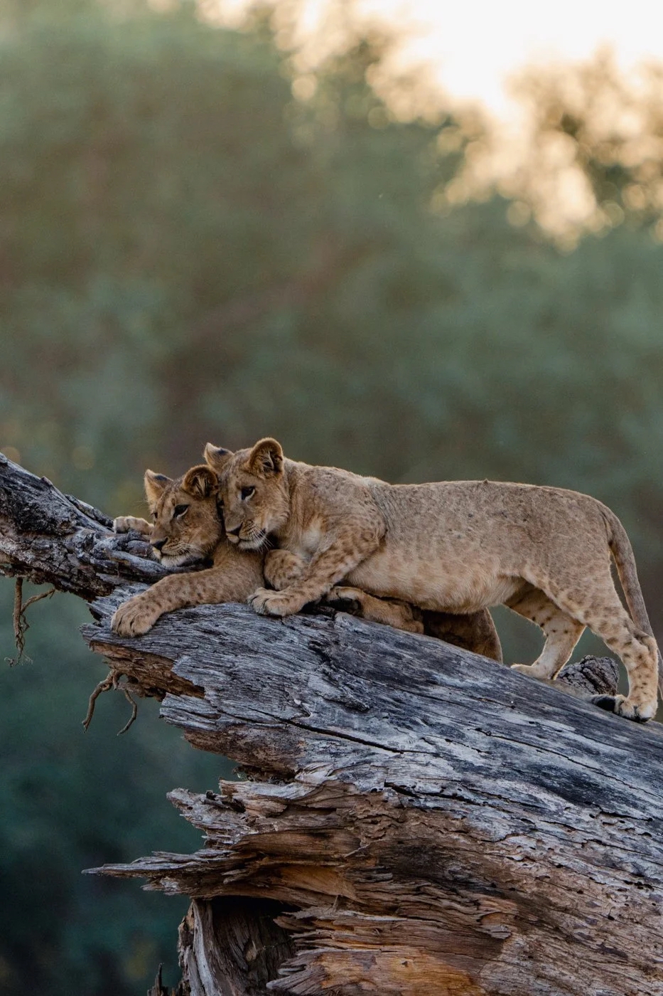 Lion cubs stretch along a fallen tree trunk at Anabezi, with soft evening light and blurred bush behind it.