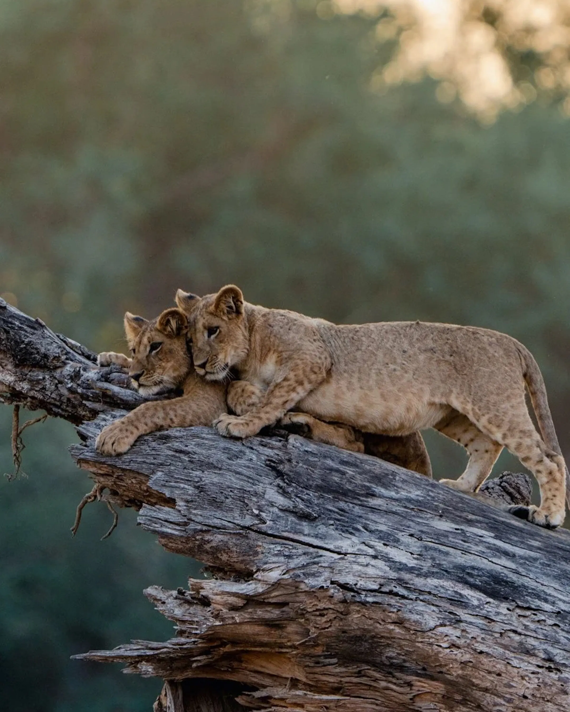 Lion cubs stretch along a fallen tree trunk at Anabezi, with soft evening light and blurred bush behind it.