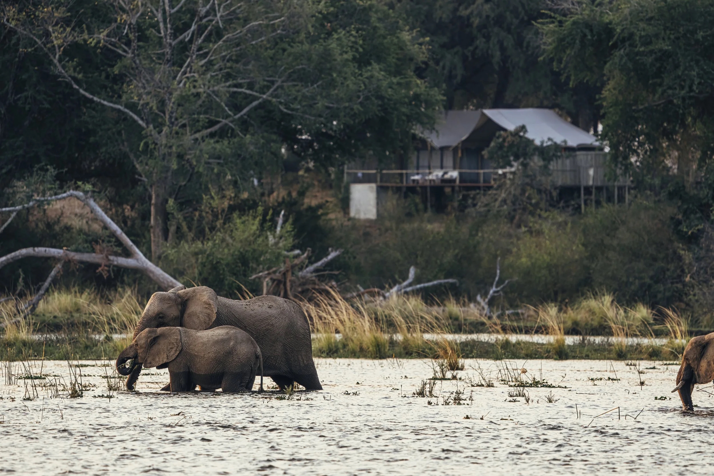 Elephants stand in a shallow floodplain near Anabezi, with trees and tented camp buildings rising behind them.