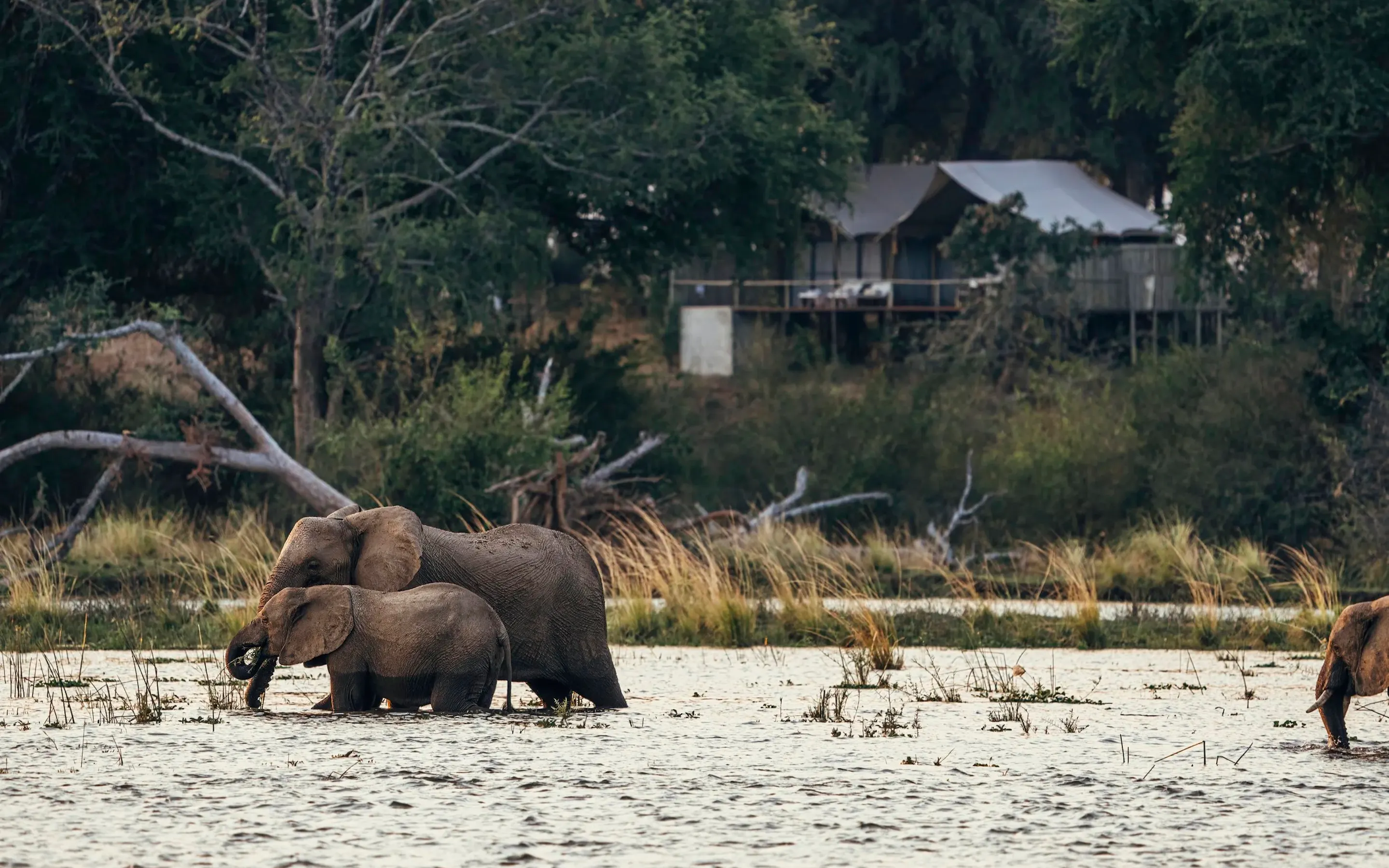 Elephants stand in a shallow floodplain near Anabezi, with trees and tented camp buildings rising behind them.