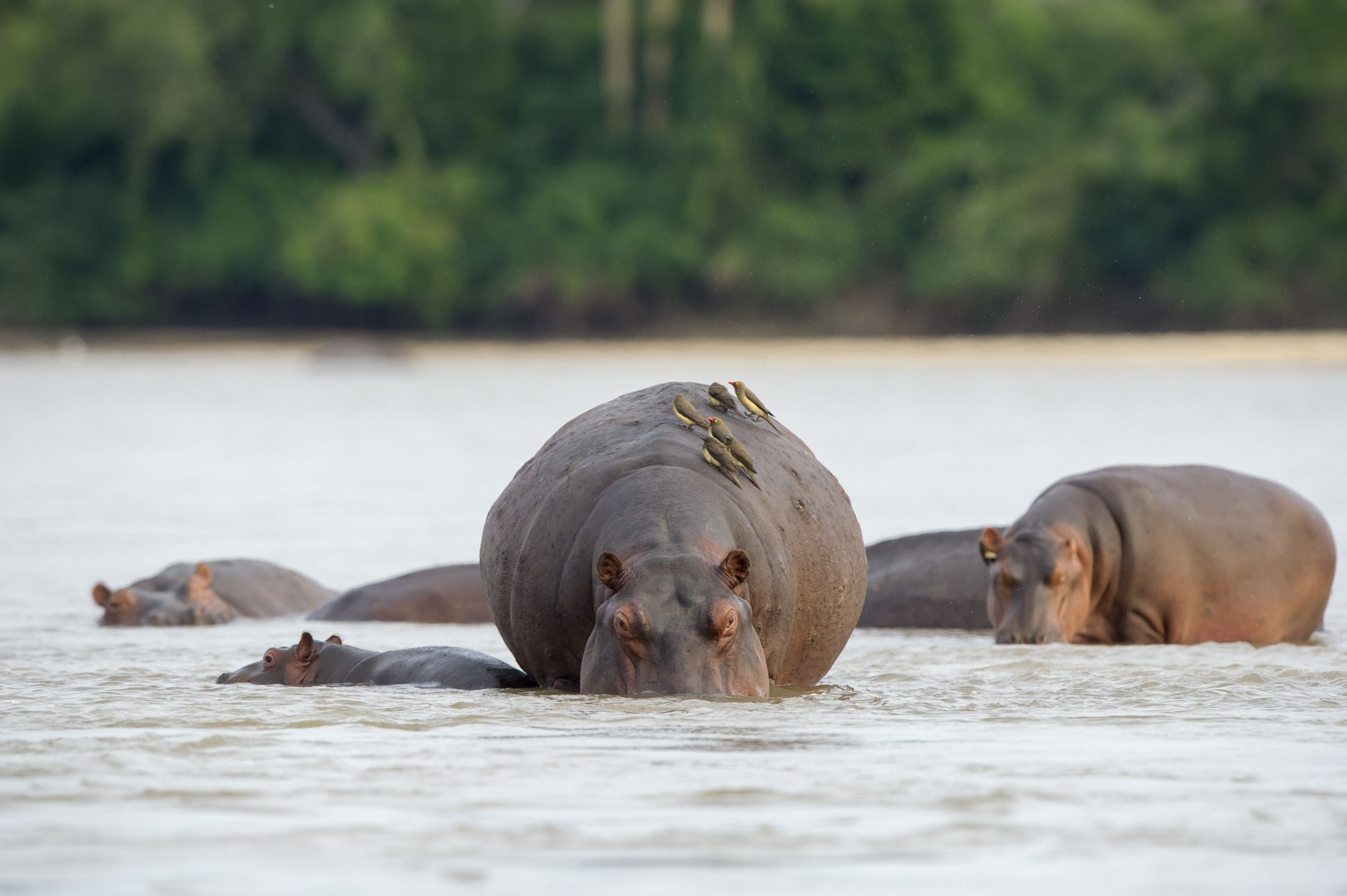 Hippos stand chest-deep in river water at Nyerere, with more heads visible behind them and forest on the far bank.