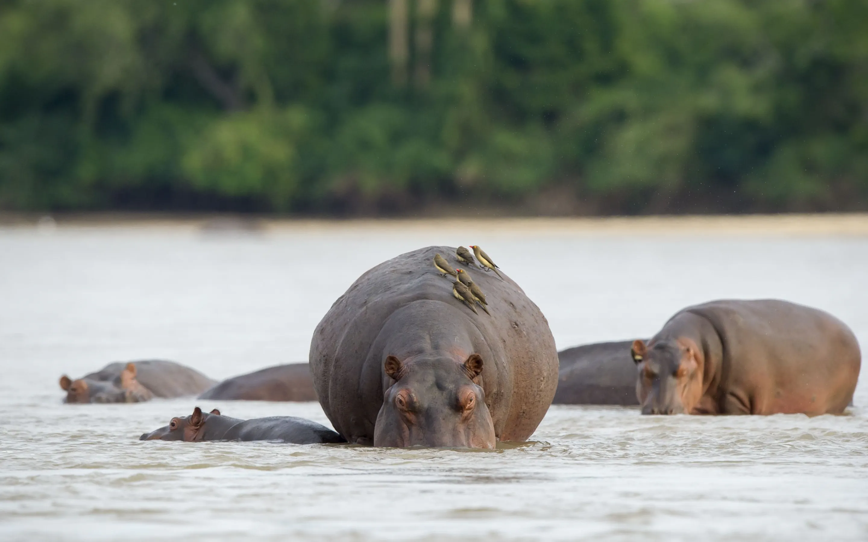 Hippos stand chest-deep in river water at Nyerere, with more heads visible behind them and forest on the far bank.