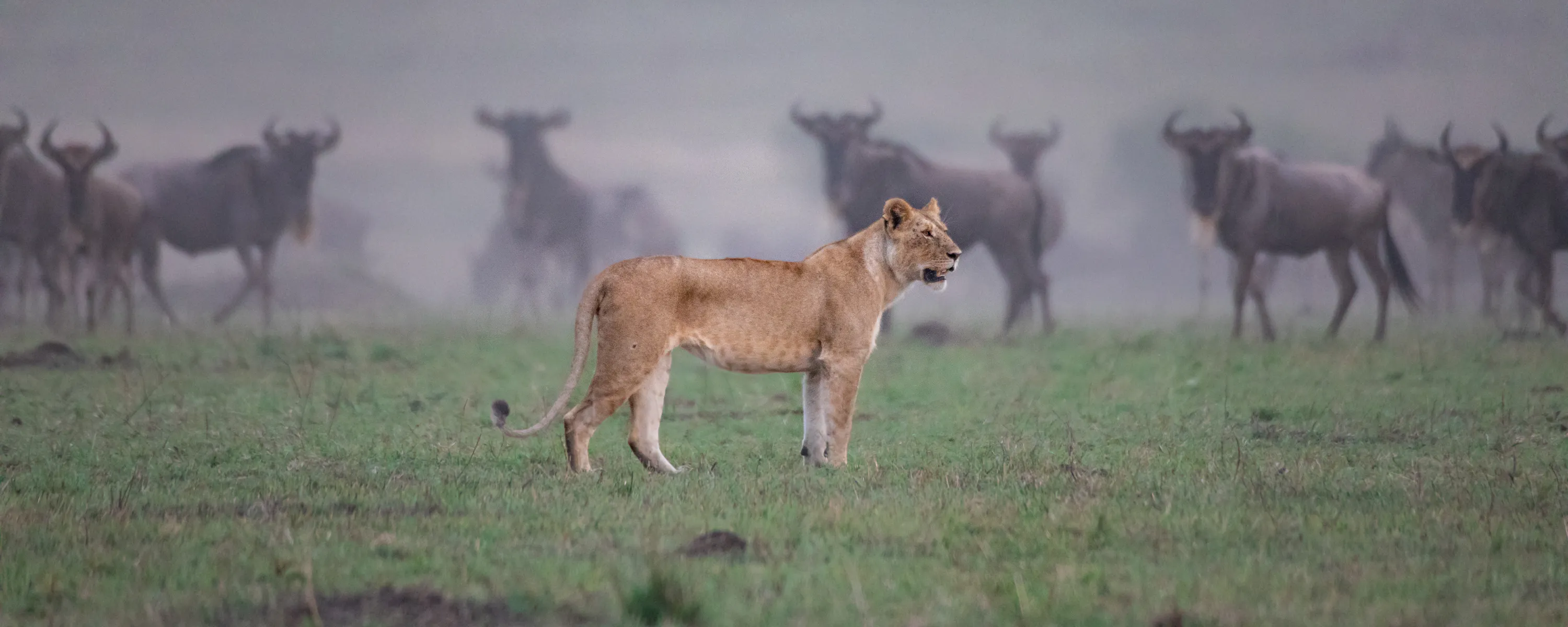A lioness stands alert in short grass while wildebeest gather behind her in the misty Maasai Mara plains.