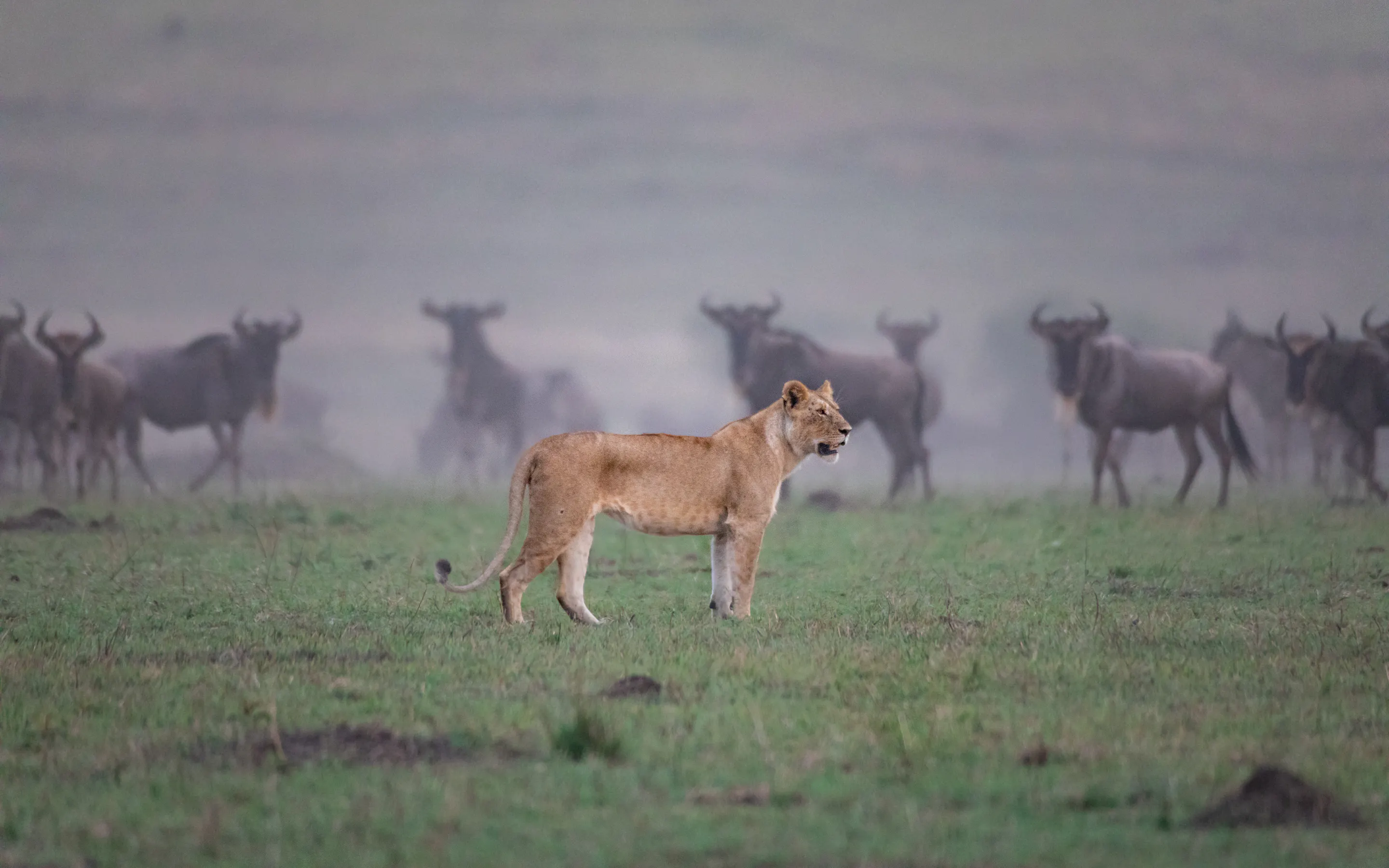 A lioness stands alert in short grass while wildebeest gather behind her in the misty Maasai Mara plains.