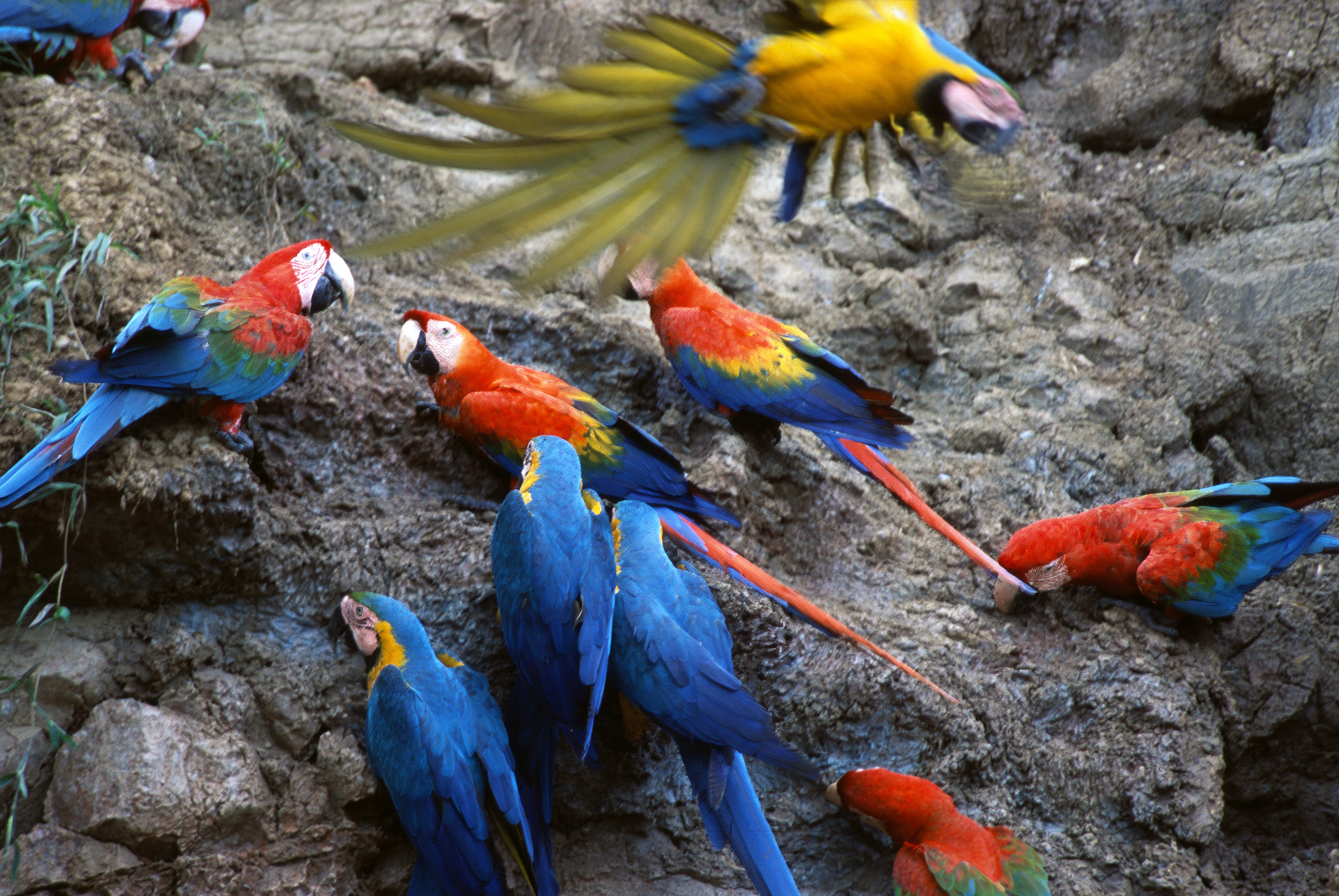 Scarlet and blue-and-yellow macaws crowd a rocky clay lick above the riverbank in Peru's lush Amazon basin.
