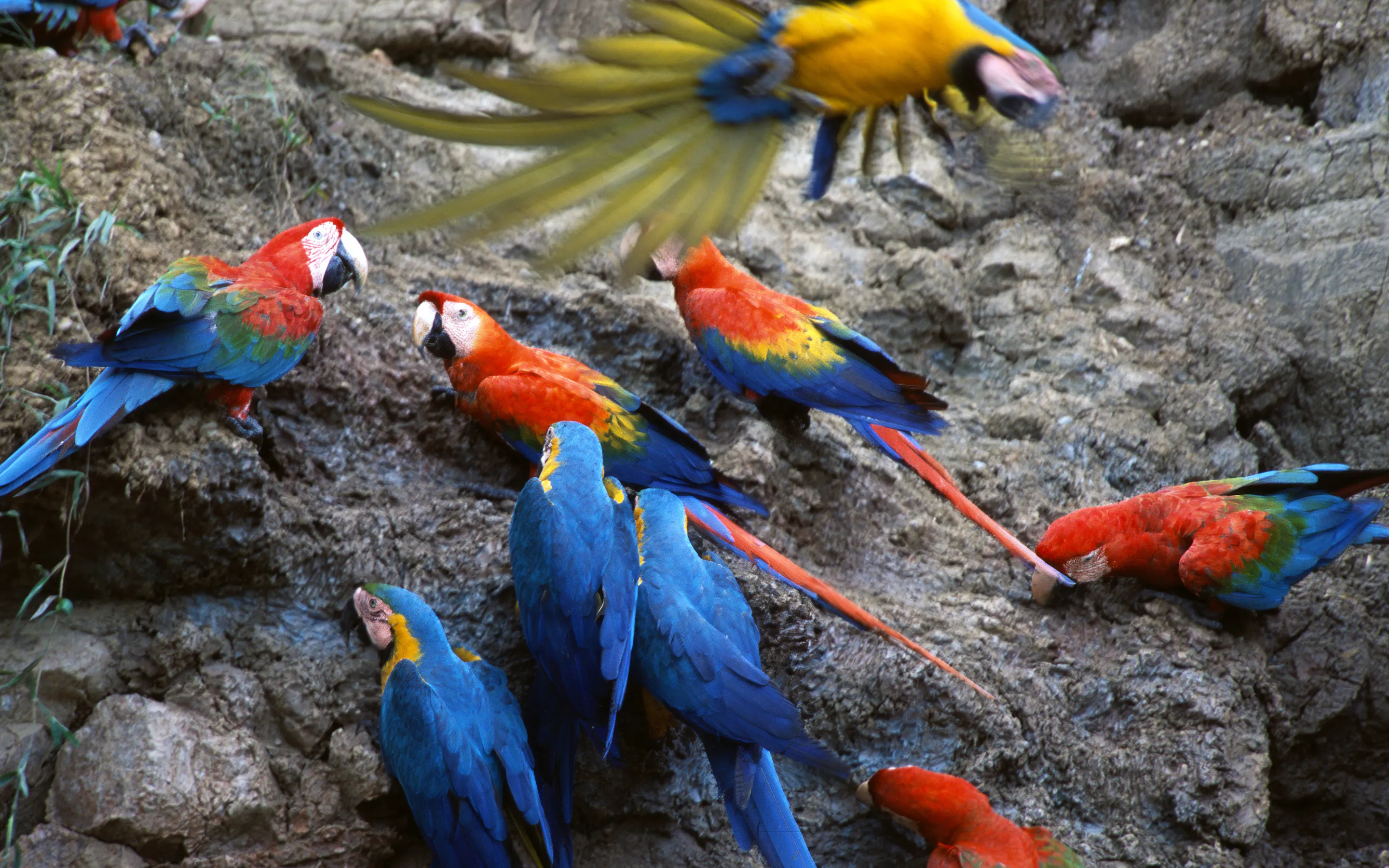 Scarlet and blue-and-yellow macaws crowd a rocky clay lick above the riverbank in Peru's lush Amazon basin.