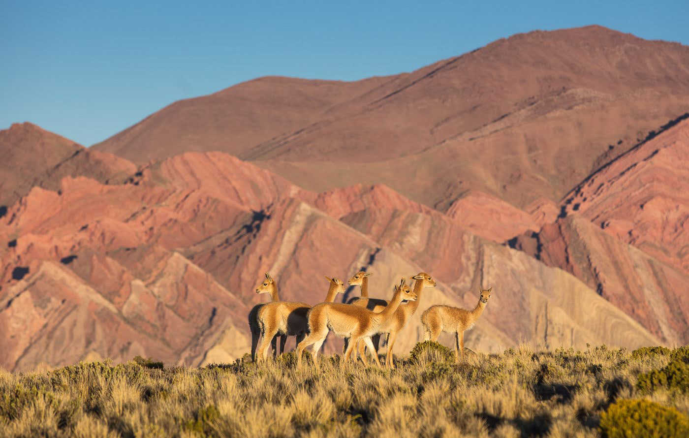 Five vicunas stand in golden grass before the colorful mountain ridges of northwestern Argentina under clear light.