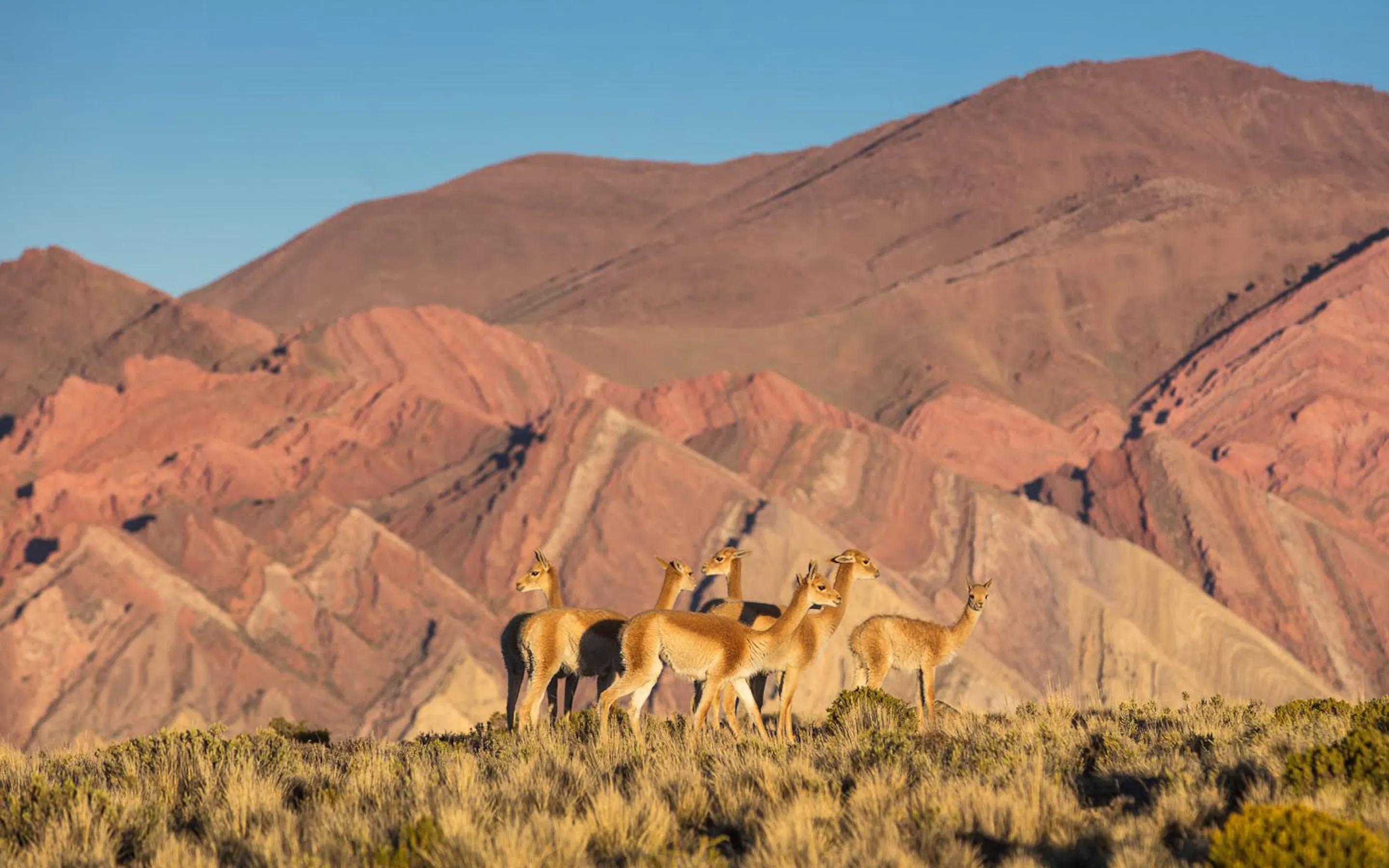 Five vicunas stand in golden grass before the colorful mountain ridges of northwestern Argentina under clear light.