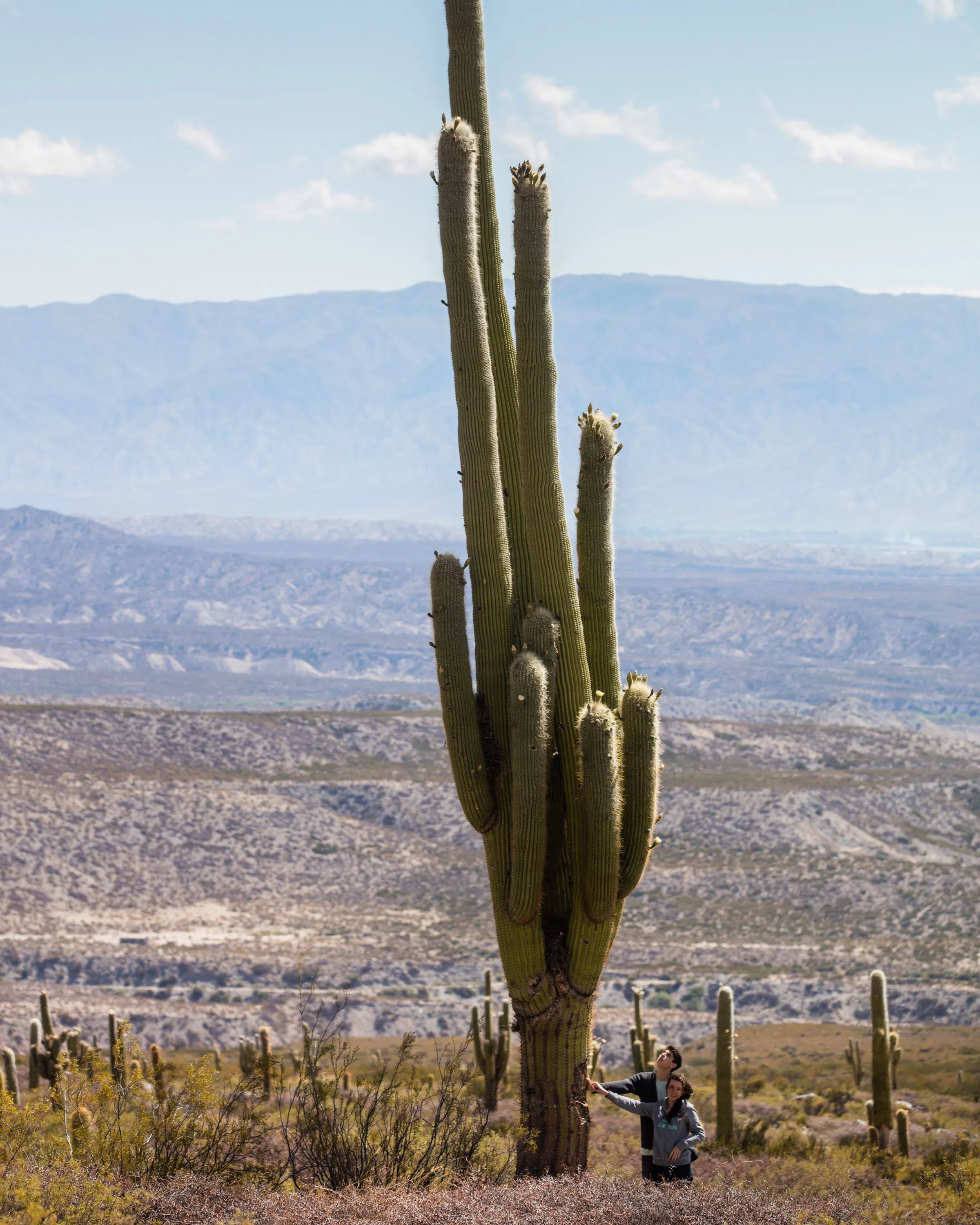 Two travelers stand beside a giant cardon cactus on a high desert slope in northwestern Argentina under clear skies.