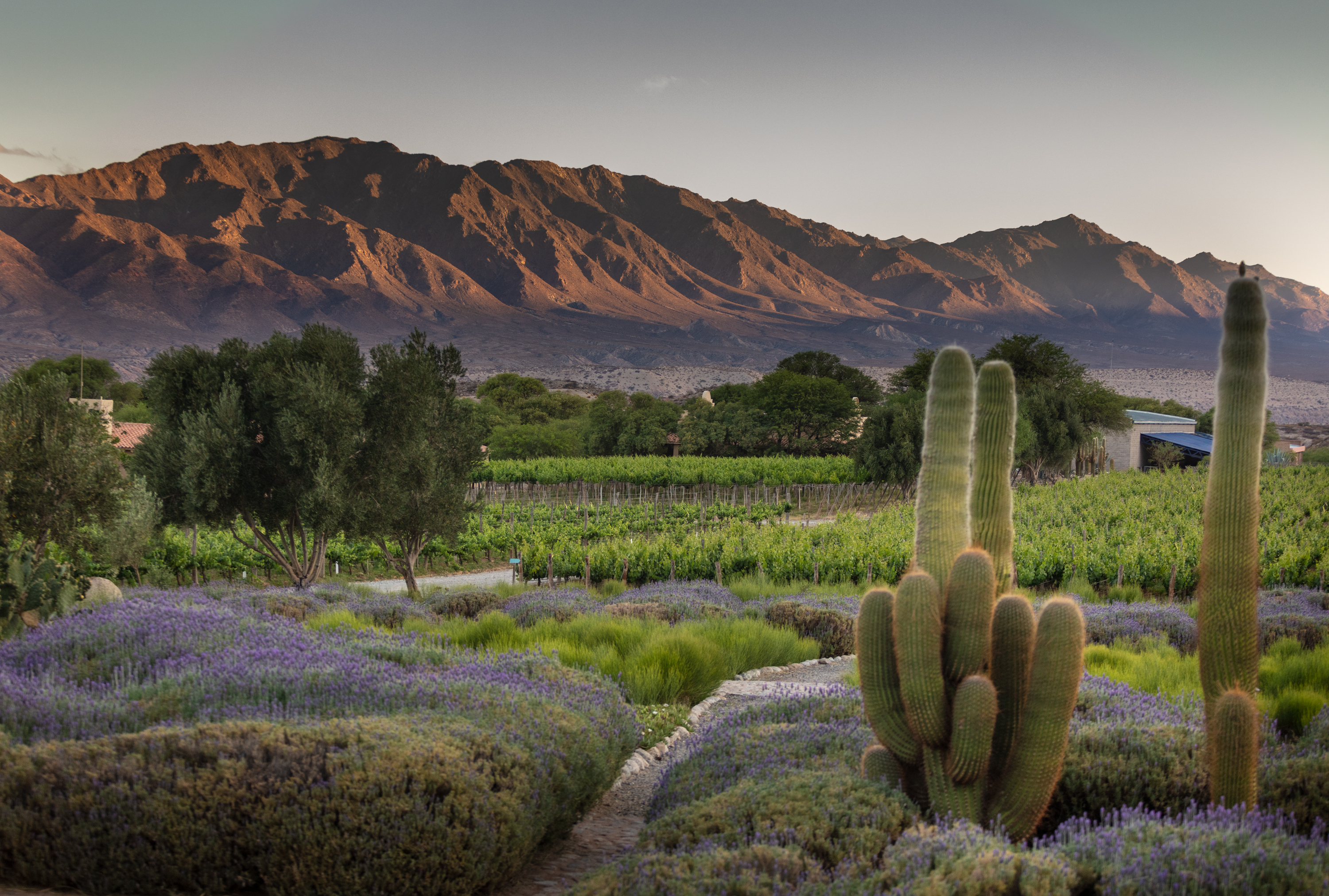 Lavender beds and tall cacti frame vineyard rows and rugged mountains at Estancia Colome in northern Argentina.