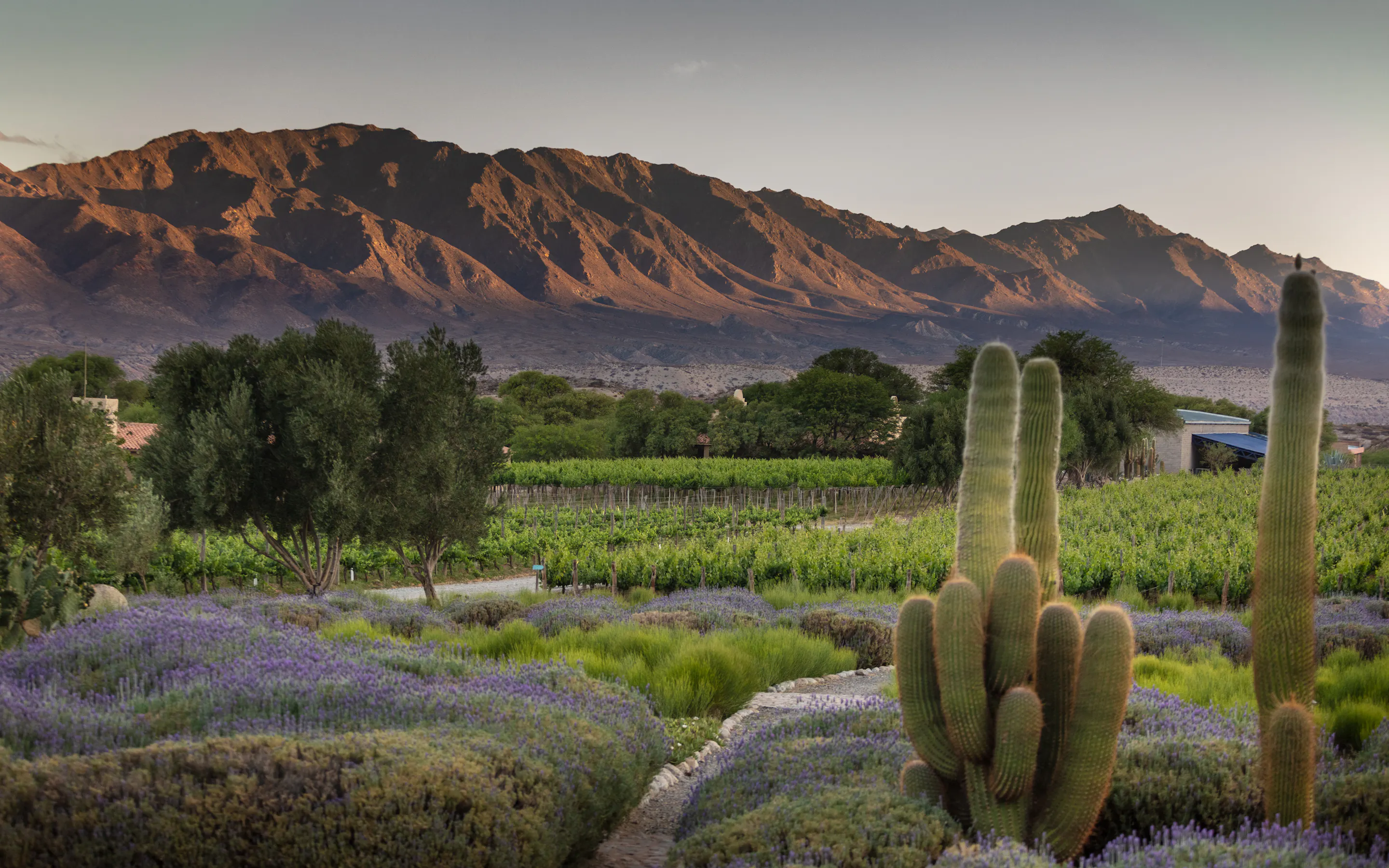 Lavender beds and tall cacti frame vineyard rows and rugged mountains at Estancia Colome in northern Argentina.