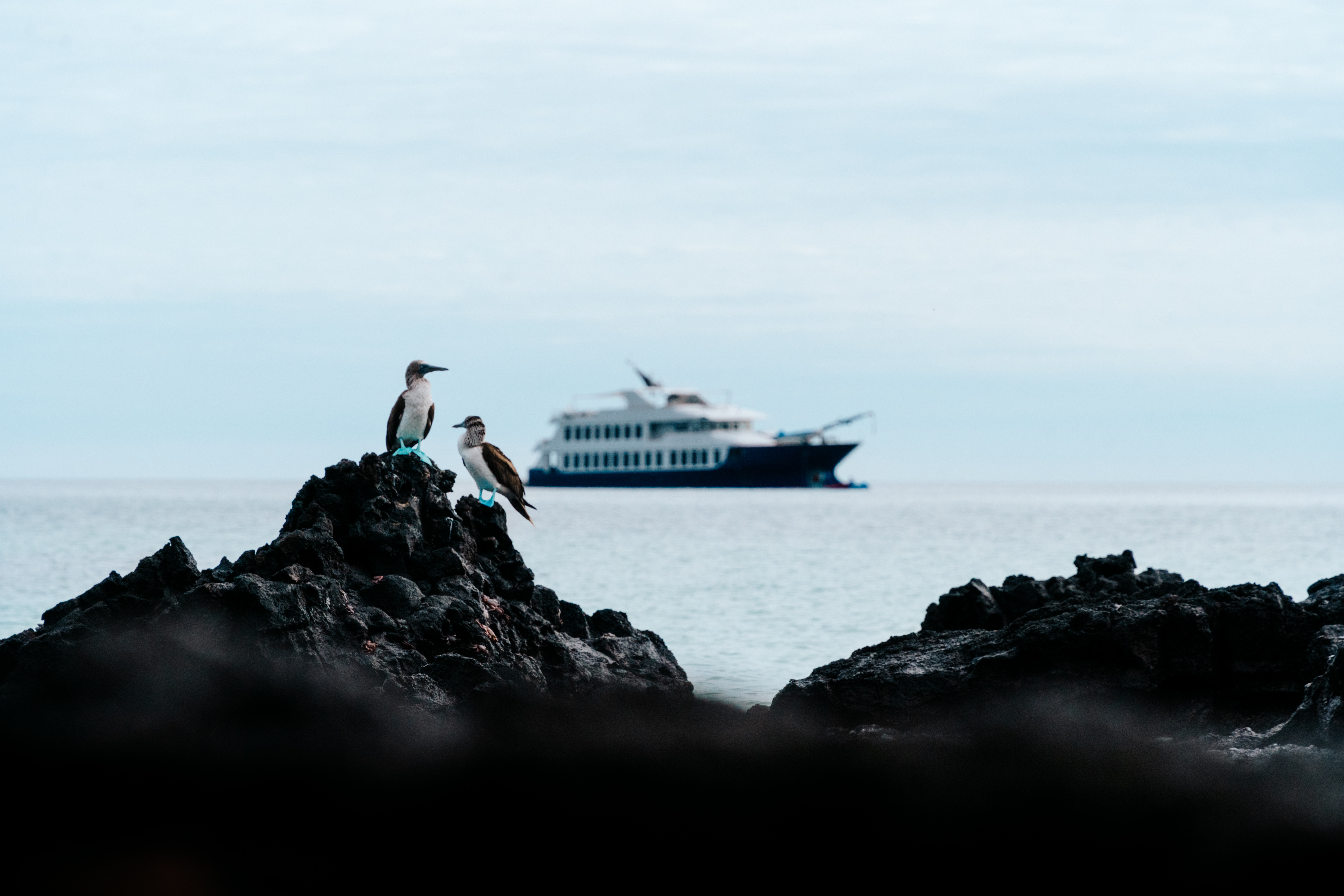 Two blue-footed boobies perch on black lava rocks as the Ecoventura Origin yacht floats offshore in the Galapagos.