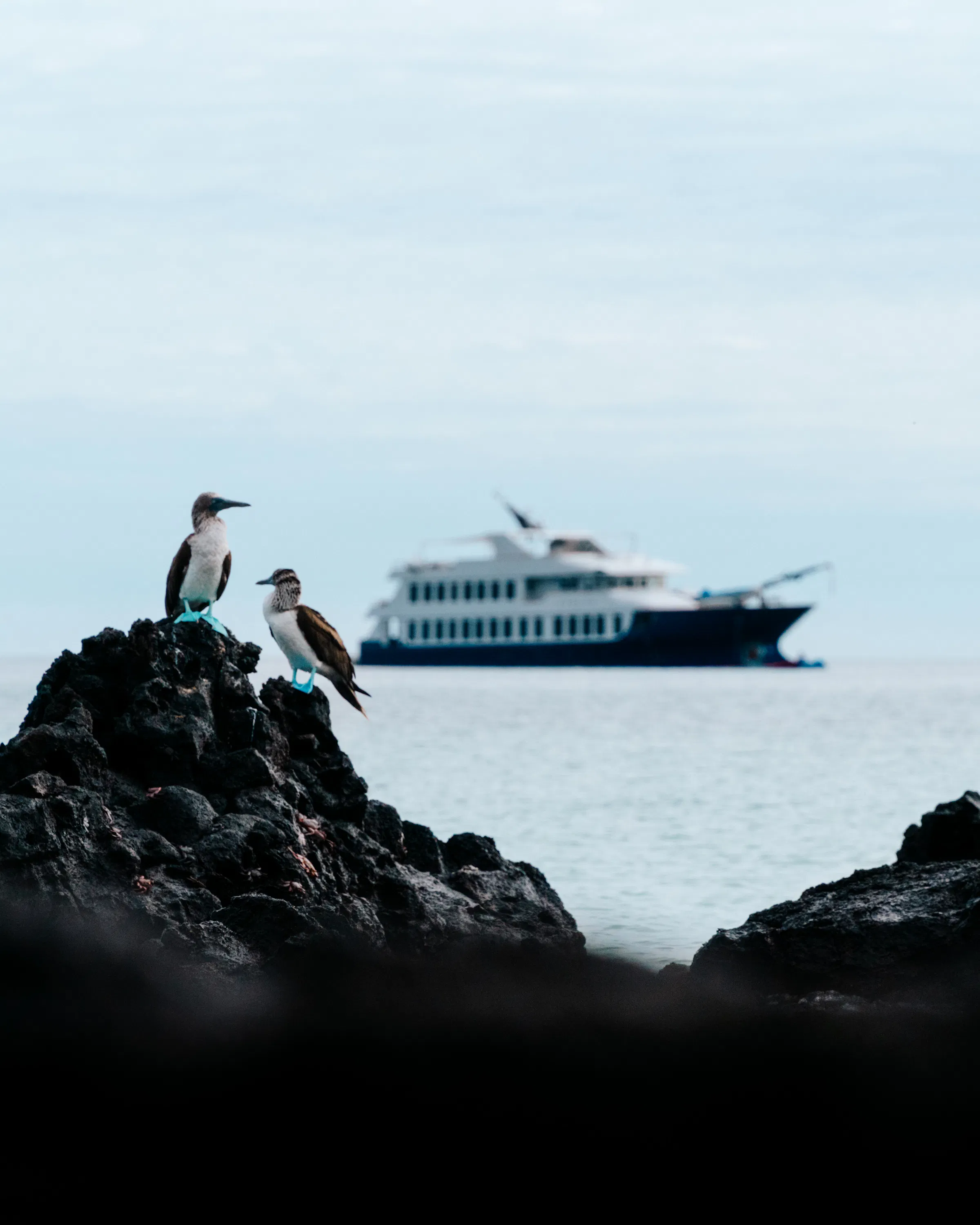 Two blue-footed boobies perch on black lava rocks as the Ecoventura Origin yacht floats offshore in the Galapagos.