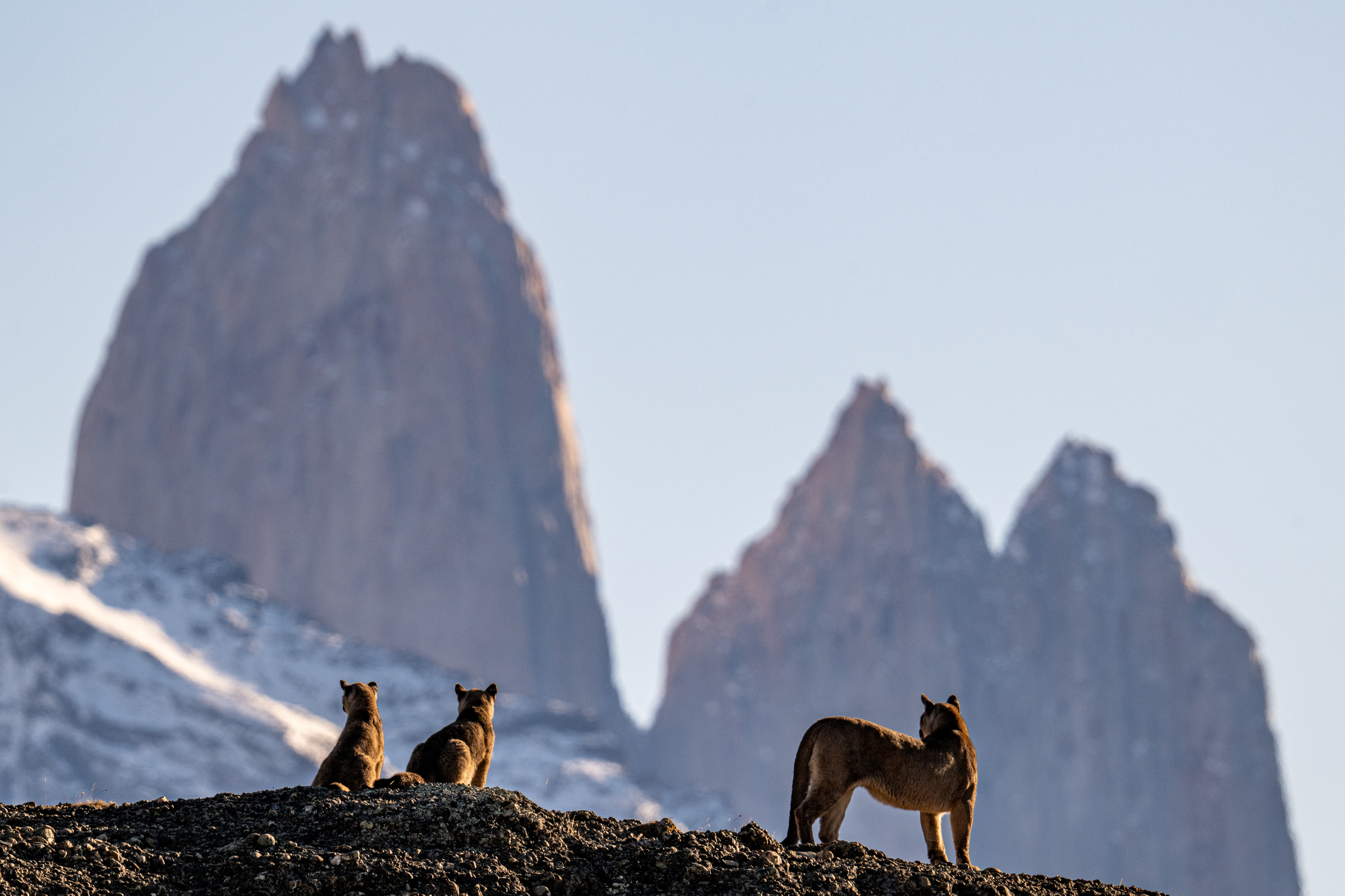 Three pumas stand on dark ground before the sharp towers of Torres del Paine, rising pale in the background.