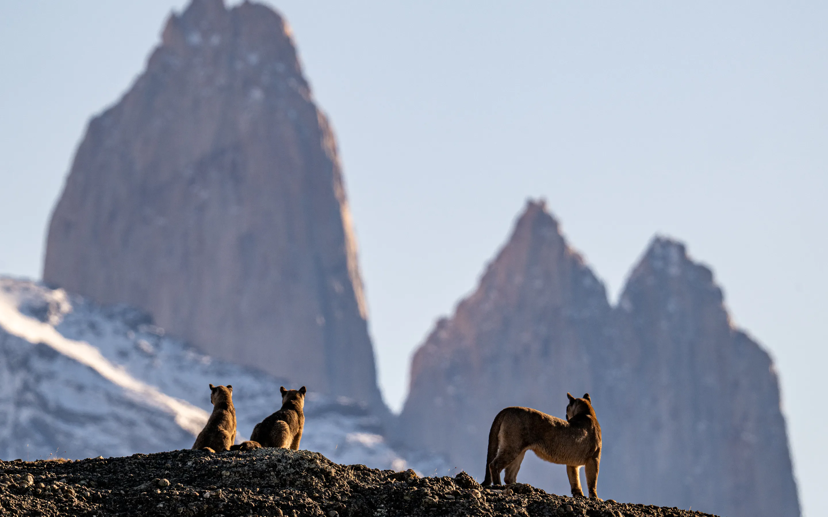 Three pumas stand on dark ground before the sharp towers of Torres del Paine, rising pale in the background.