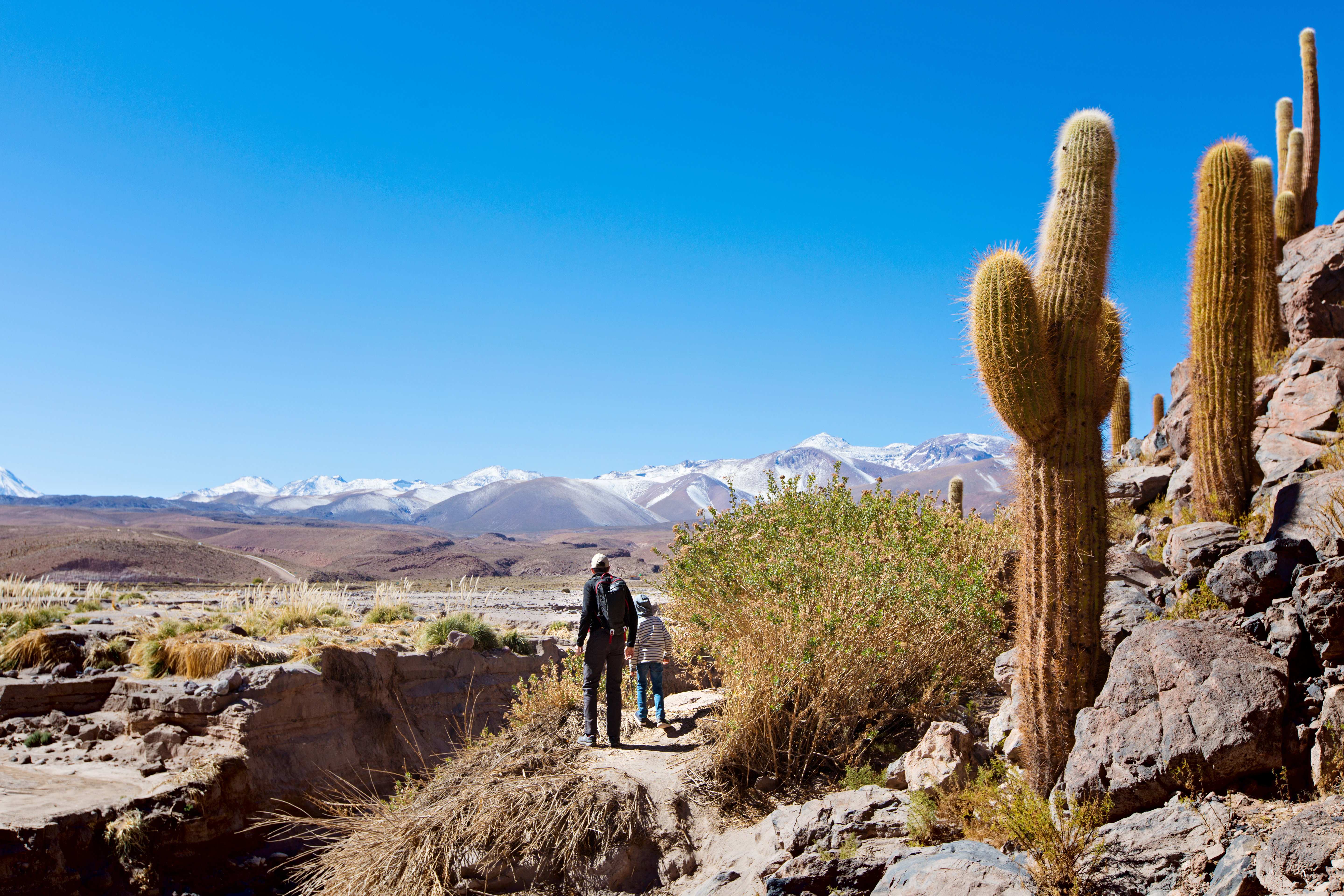 Two hikers move along a rocky trail beside tall cacti, with snow-capped Andean peaks rising in the distance.