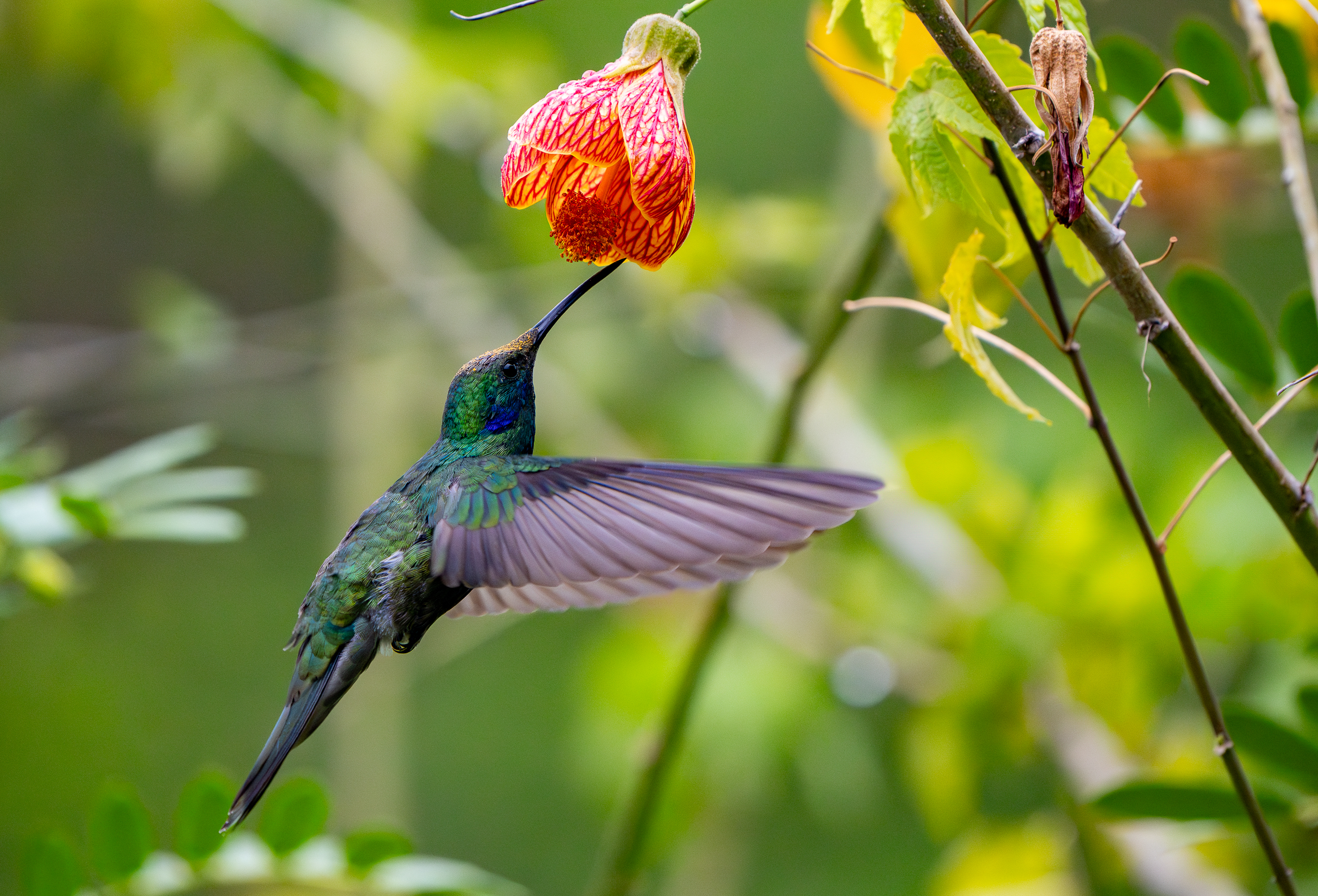 A hummingbird hovers beside a hanging red bloom, its iridescent wings catching the light in Sol y Luna's garden.