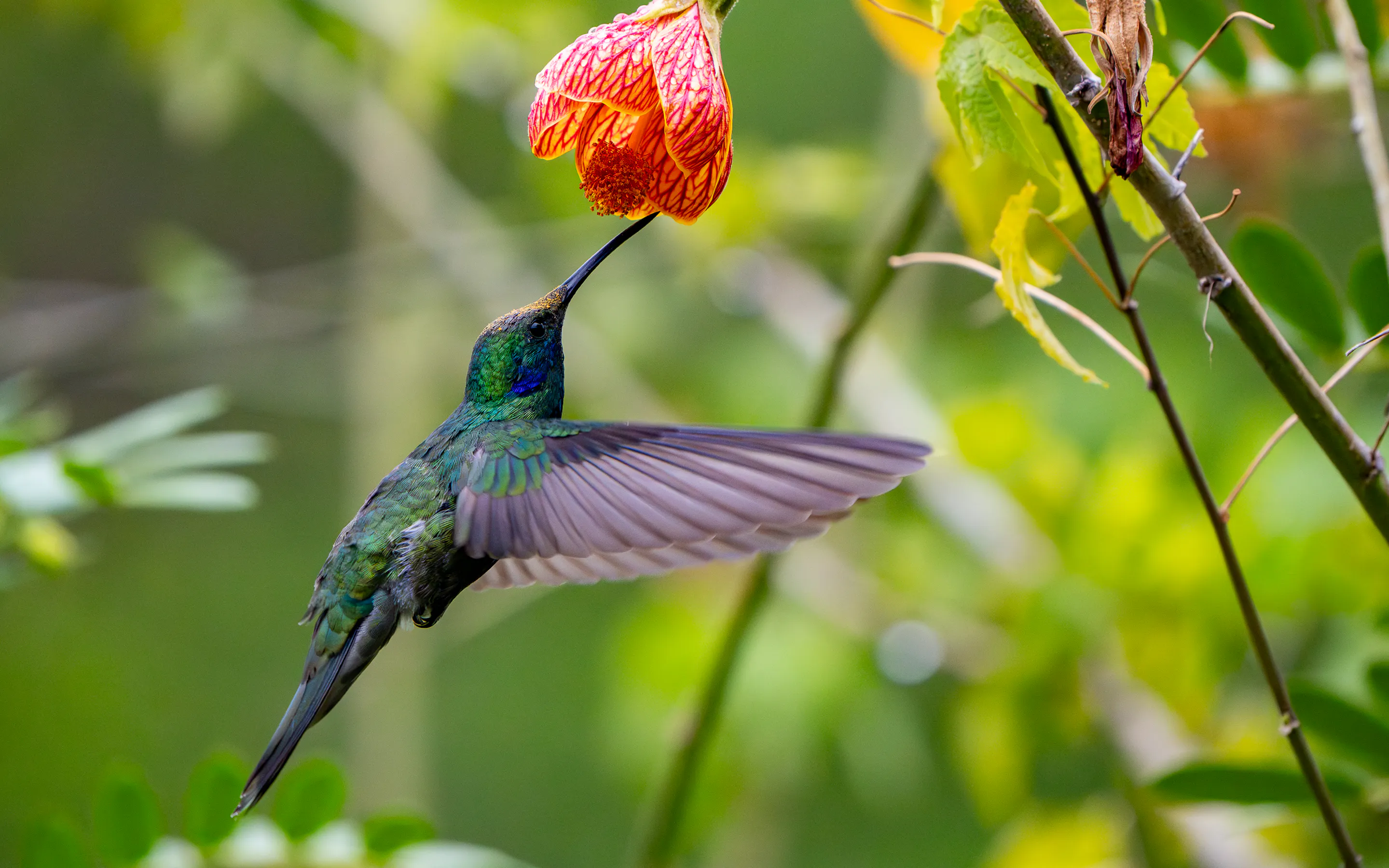 A hummingbird hovers beside a hanging red bloom, its iridescent wings catching the light in Sol y Luna's garden.
