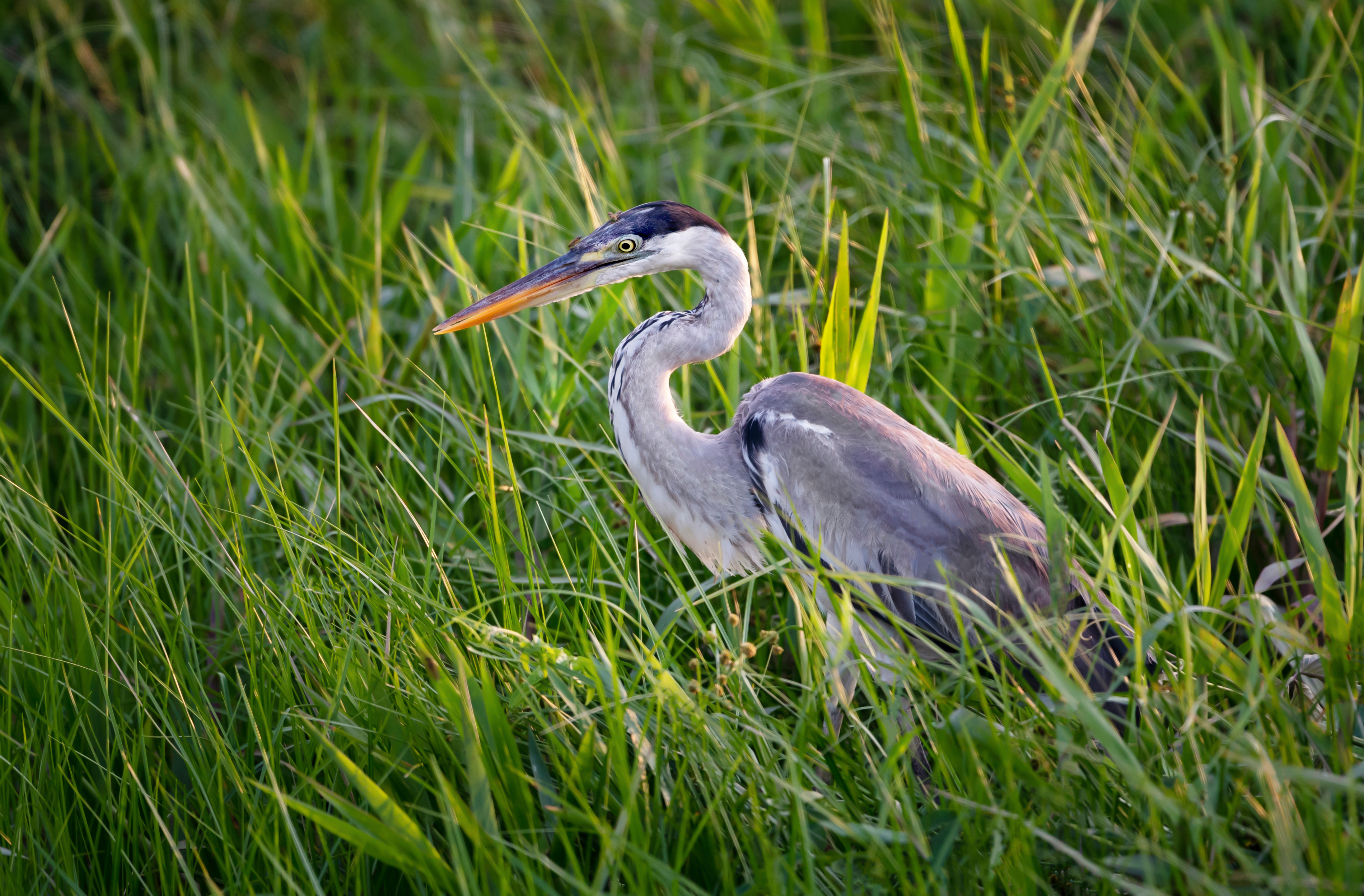 A cocoi heron stands alert in tall green grass in Brazil's Pantanal, its long bill angled across the reeds.