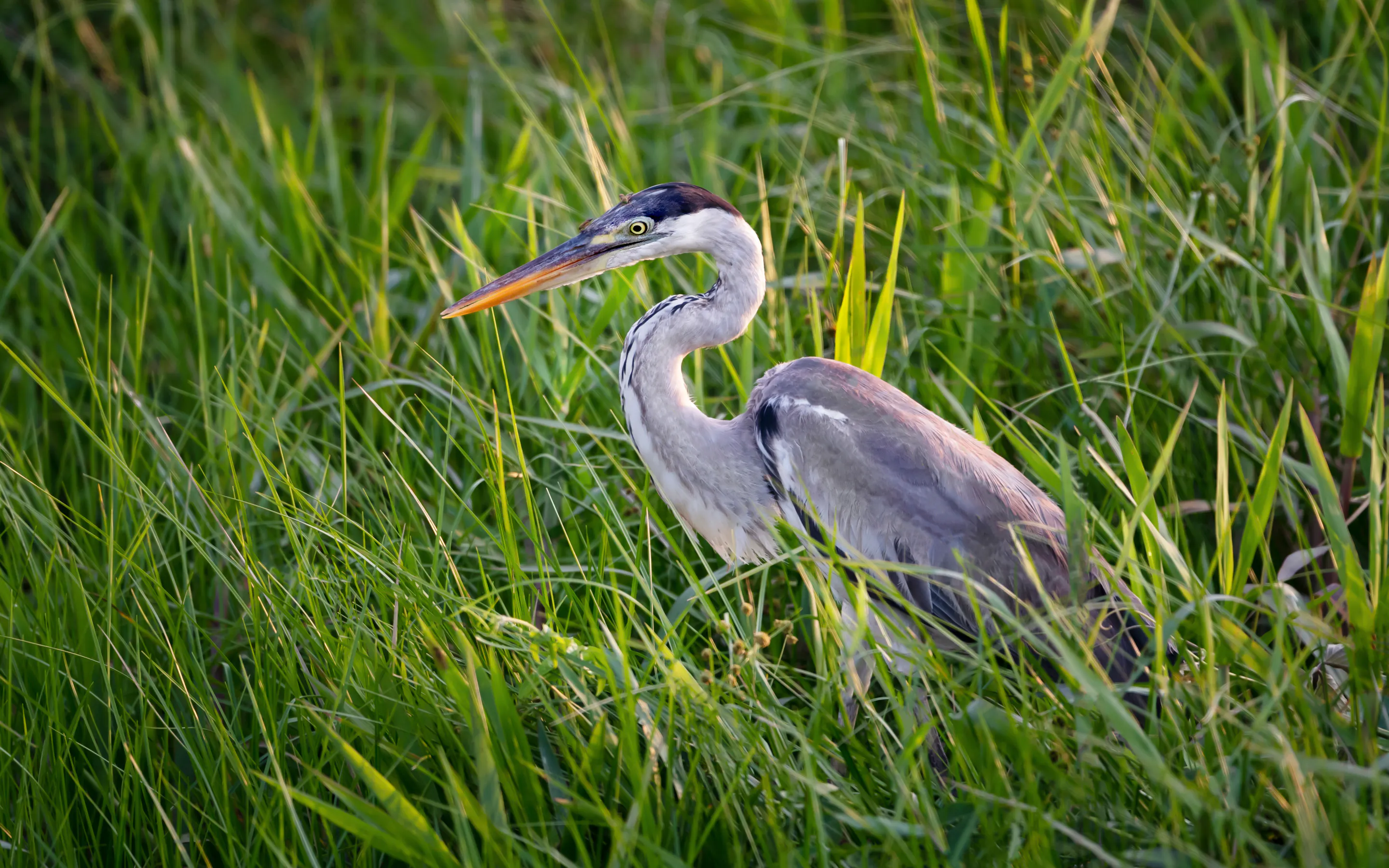 A cocoi heron stands alert in tall green grass in Brazil's Pantanal, its long bill angled across the reeds.