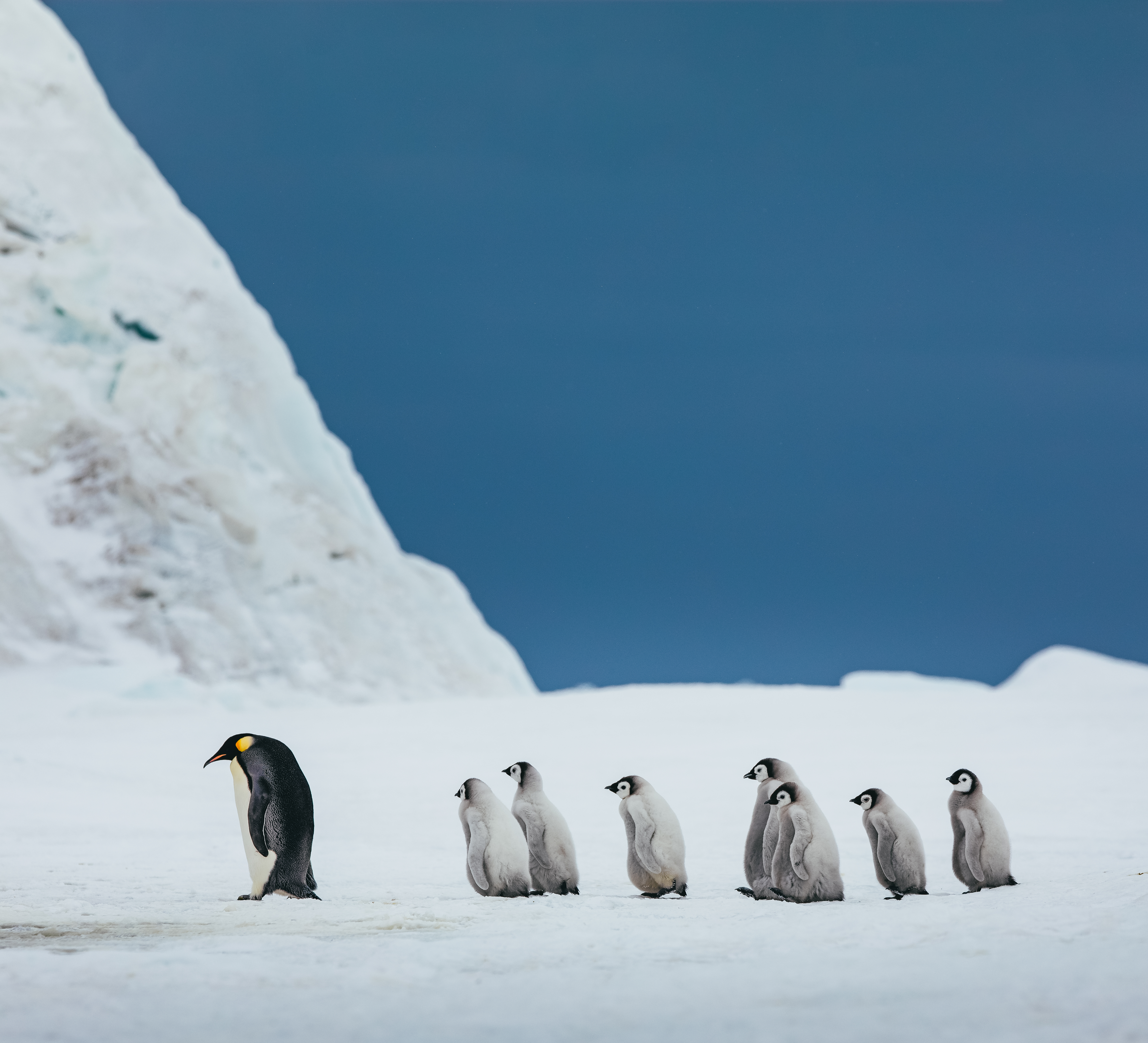 An emperor penguin leads its chicks across Snow Hill Island, set against blue ice and a vast Antarctic sky.