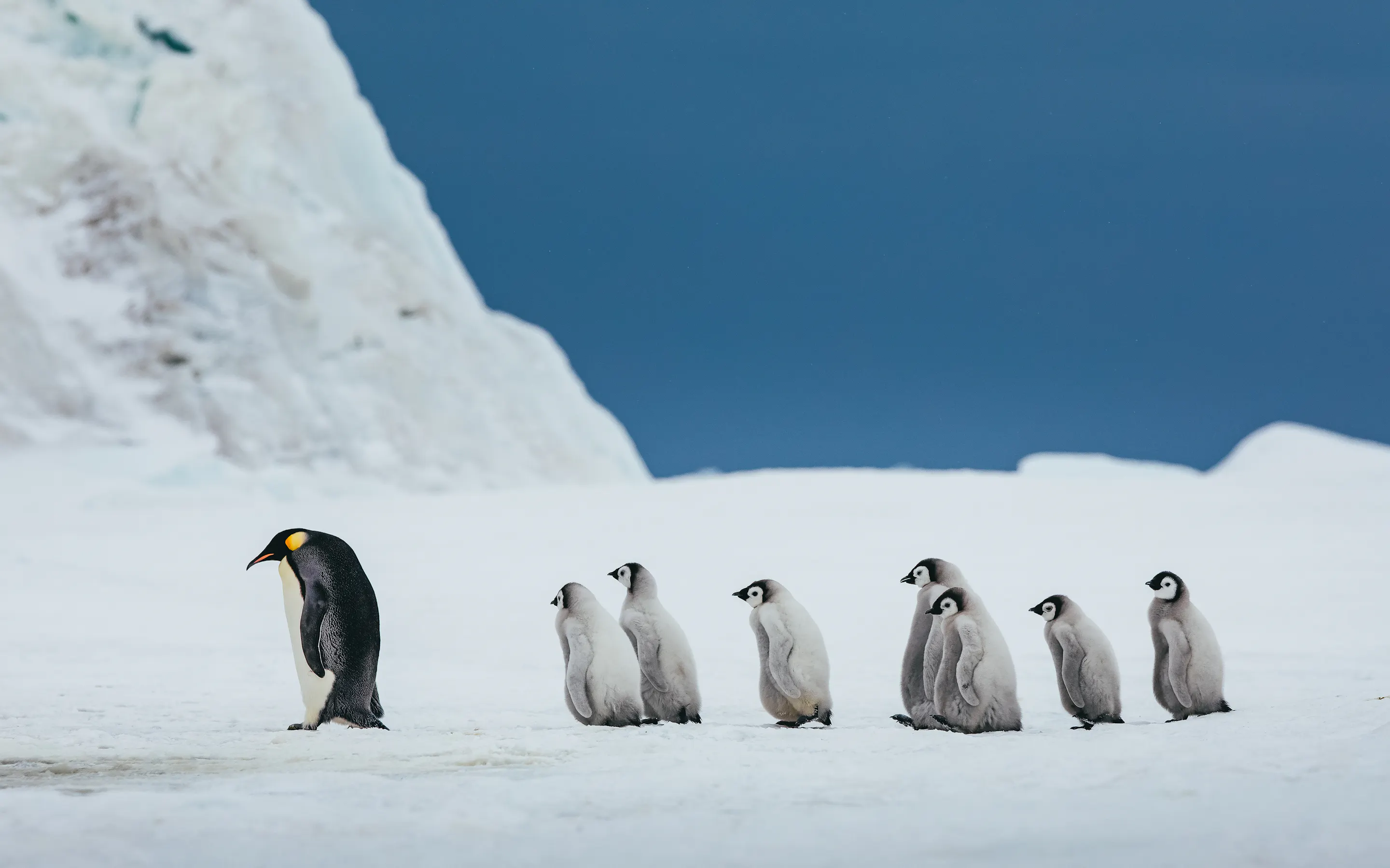 An emperor penguin leads its chicks across Snow Hill Island, set against blue ice and a vast Antarctic sky.