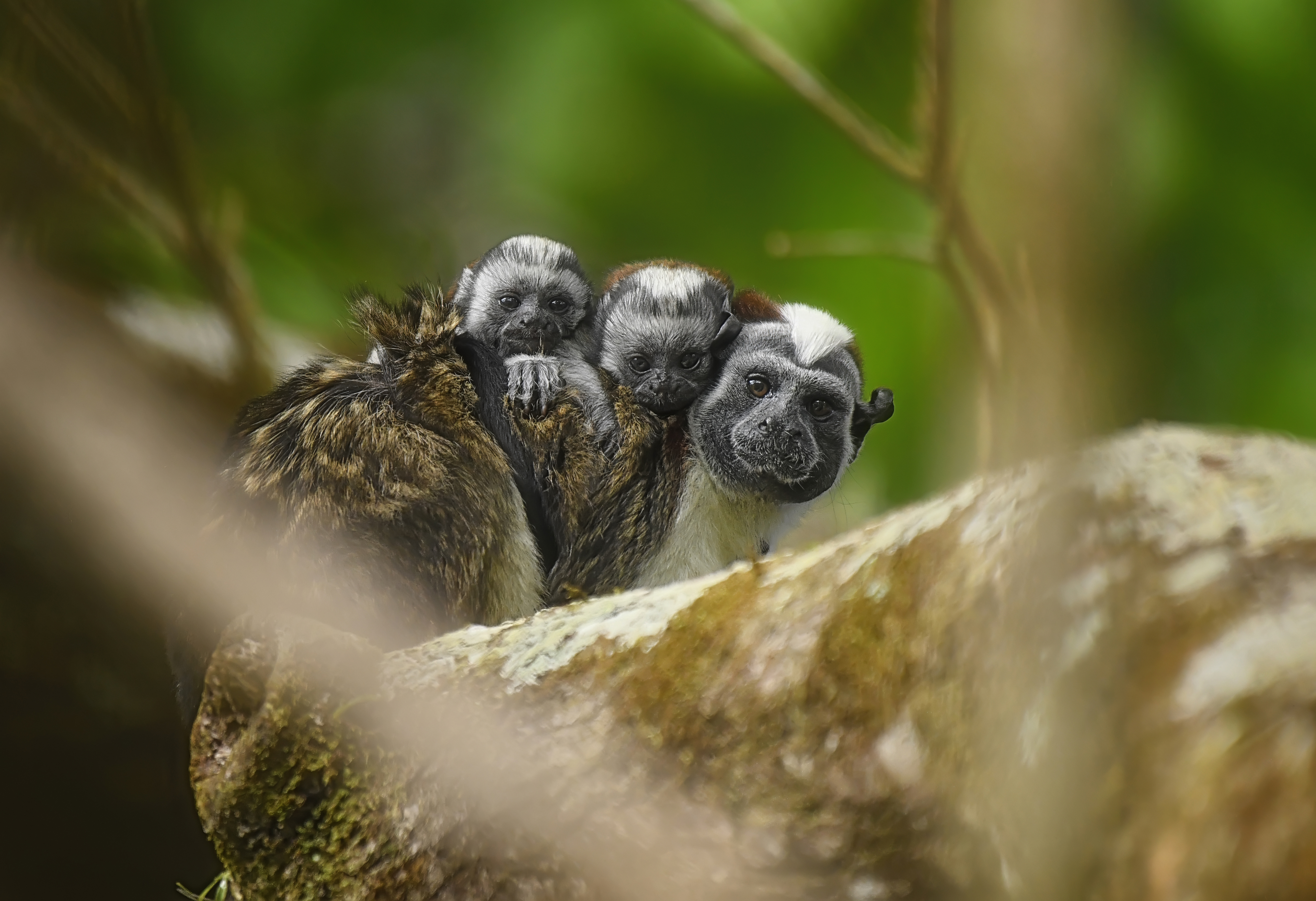 A Geoffroy's tamarin perches on a branch with two newborn babies on its back in Panama's tropical forest.