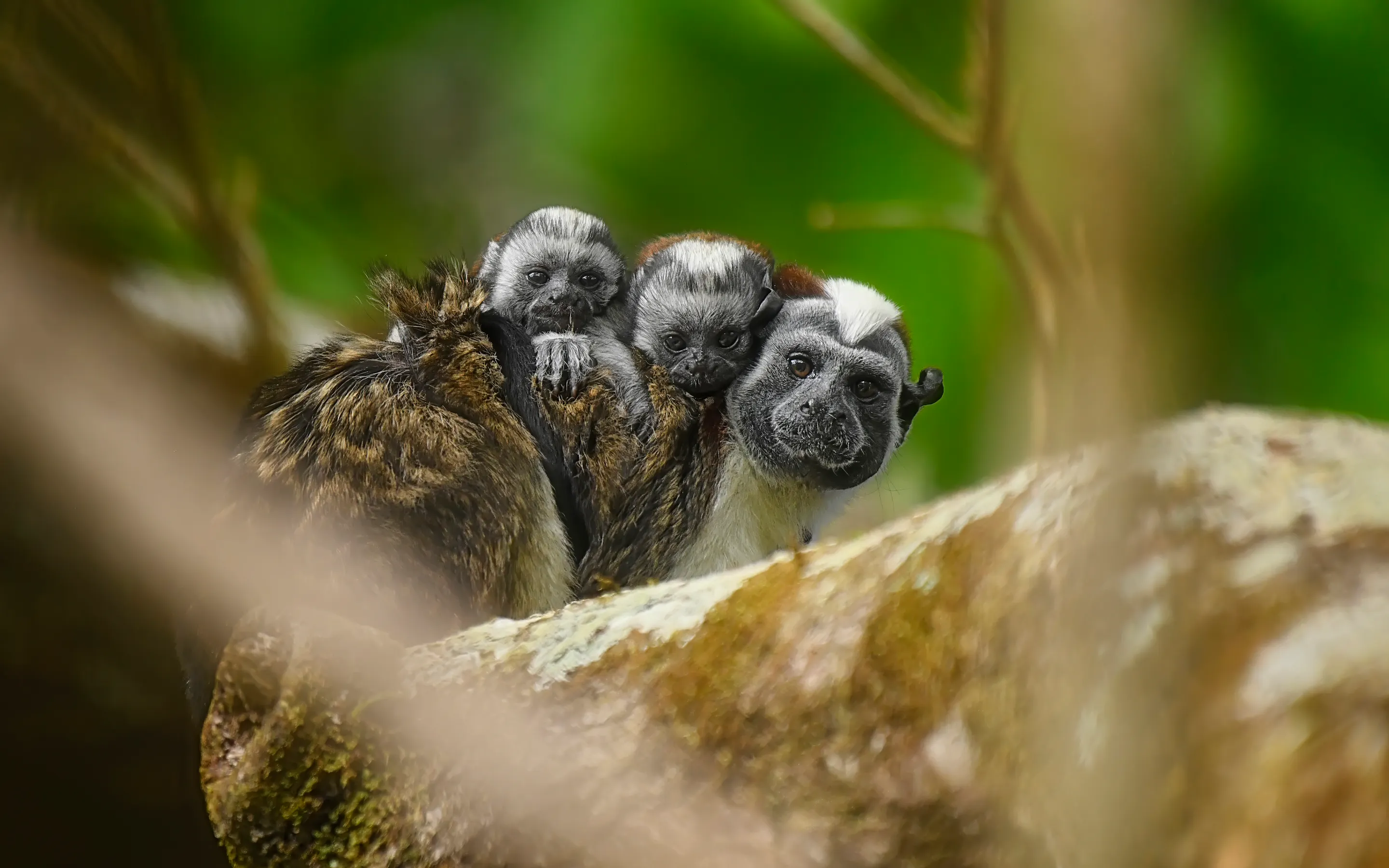 A Geoffroy's tamarin perches on a branch with two newborn babies on its back in Panama's tropical forest.