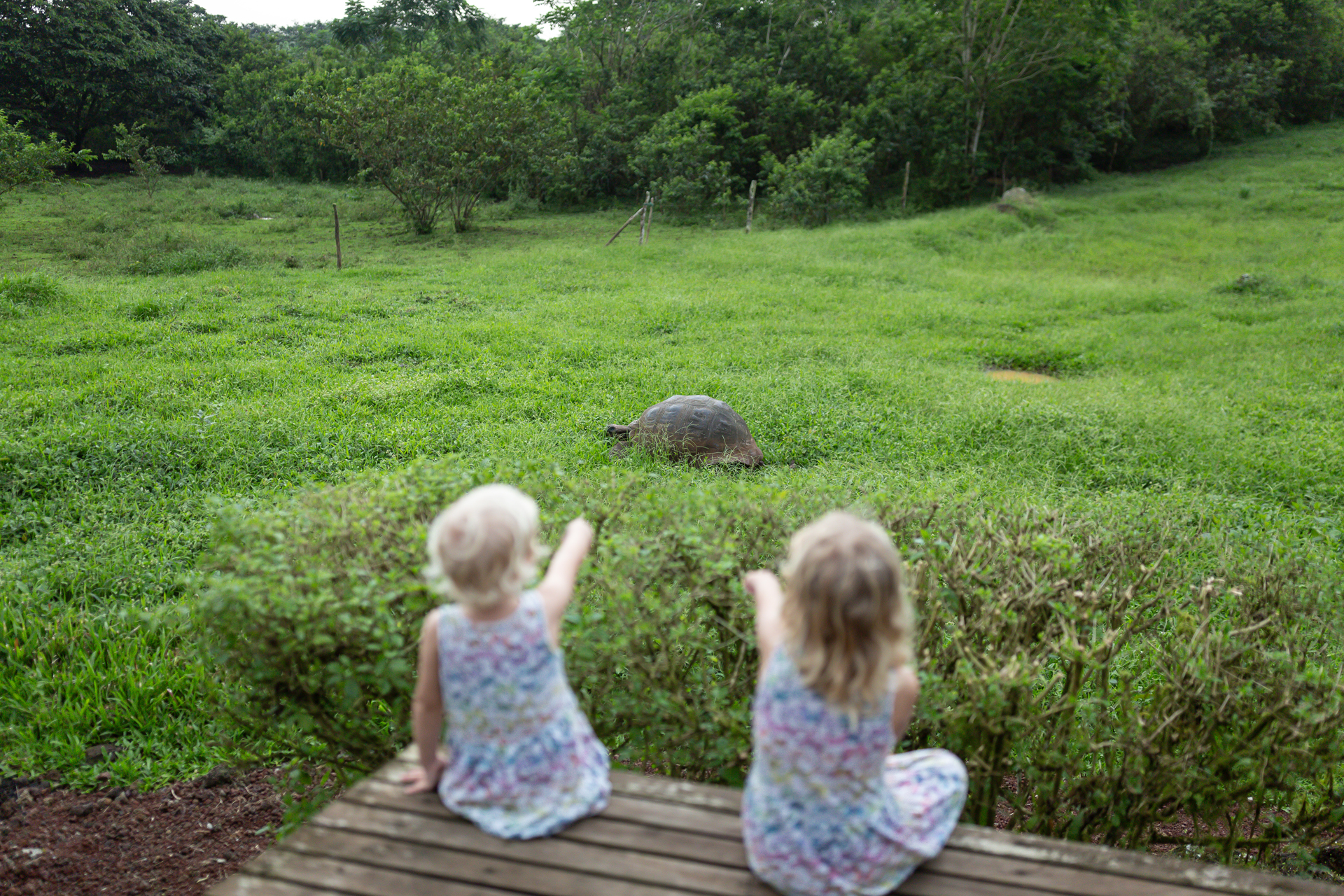 Two children watch a giant tortoise graze in green grass from a wooden deck at Montemar Eco Luxury Villas.