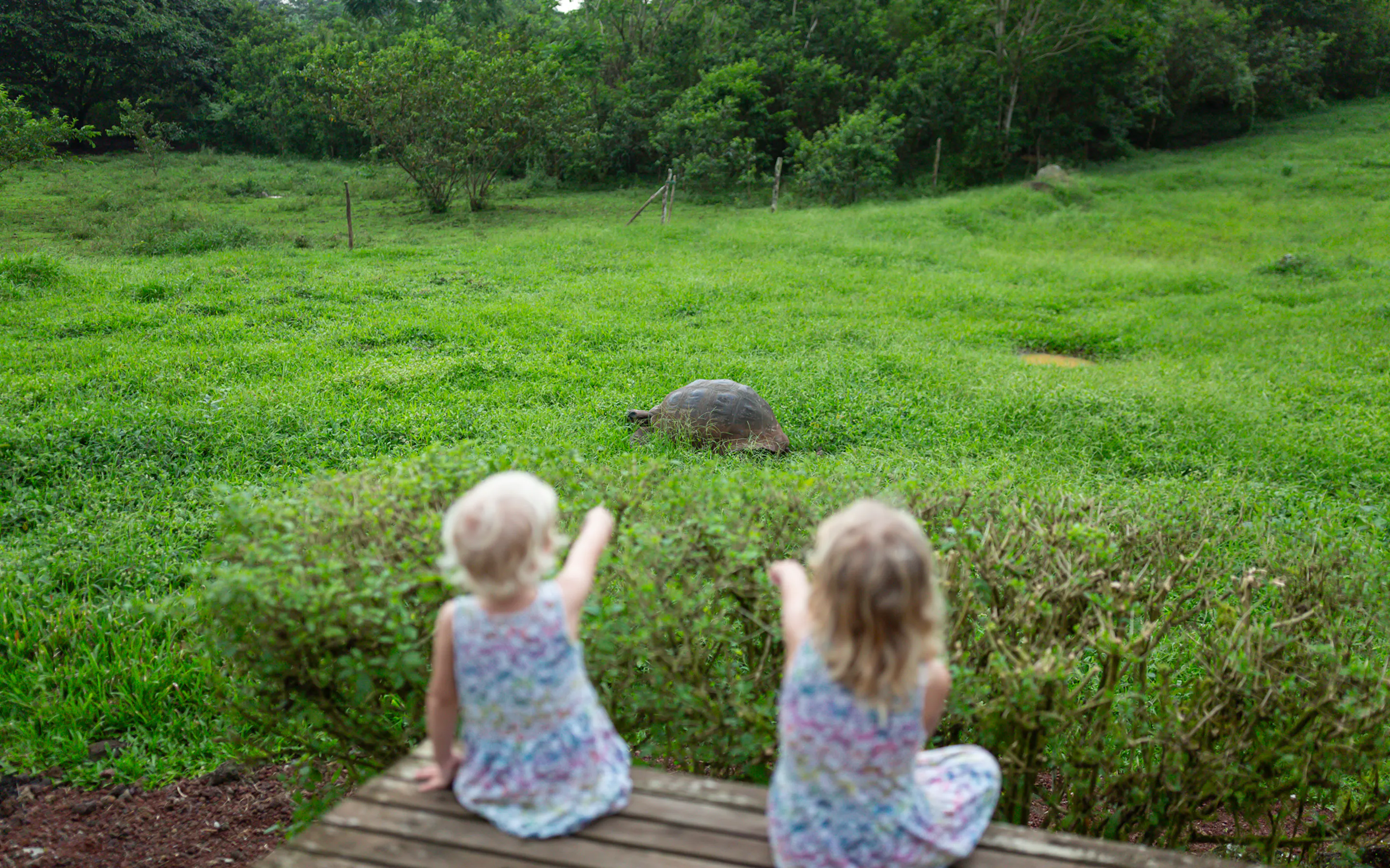 Two children watch a giant tortoise graze in green grass from a wooden deck at Montemar Eco Luxury Villas.